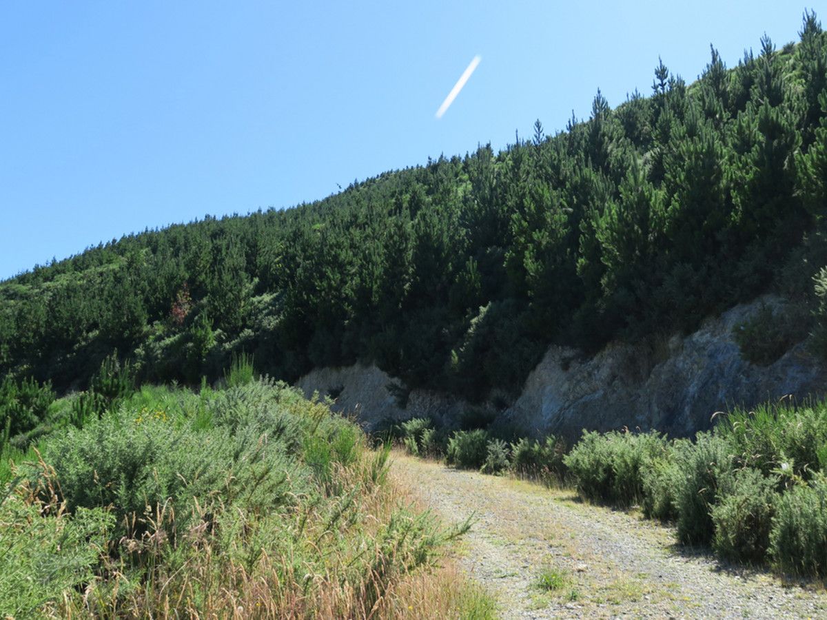Havelock, Marlborough District 7100 Rural Forestry Property for Sale