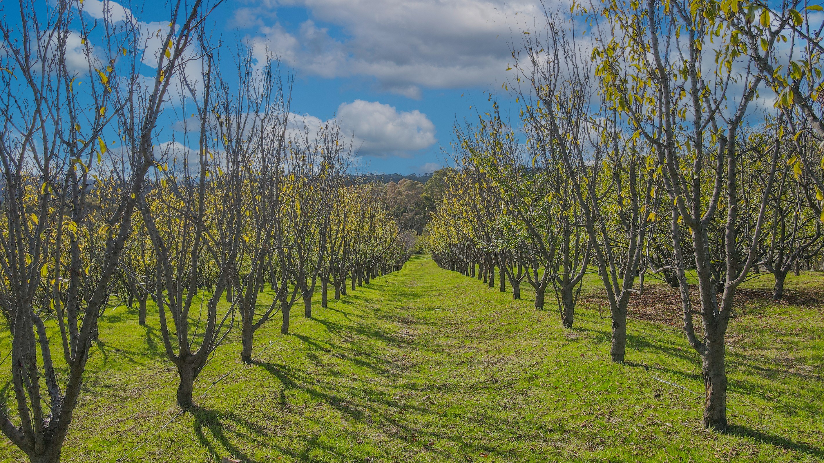 Lot 1 15 Pink Lady Lane, Harcourt, VIC 3453