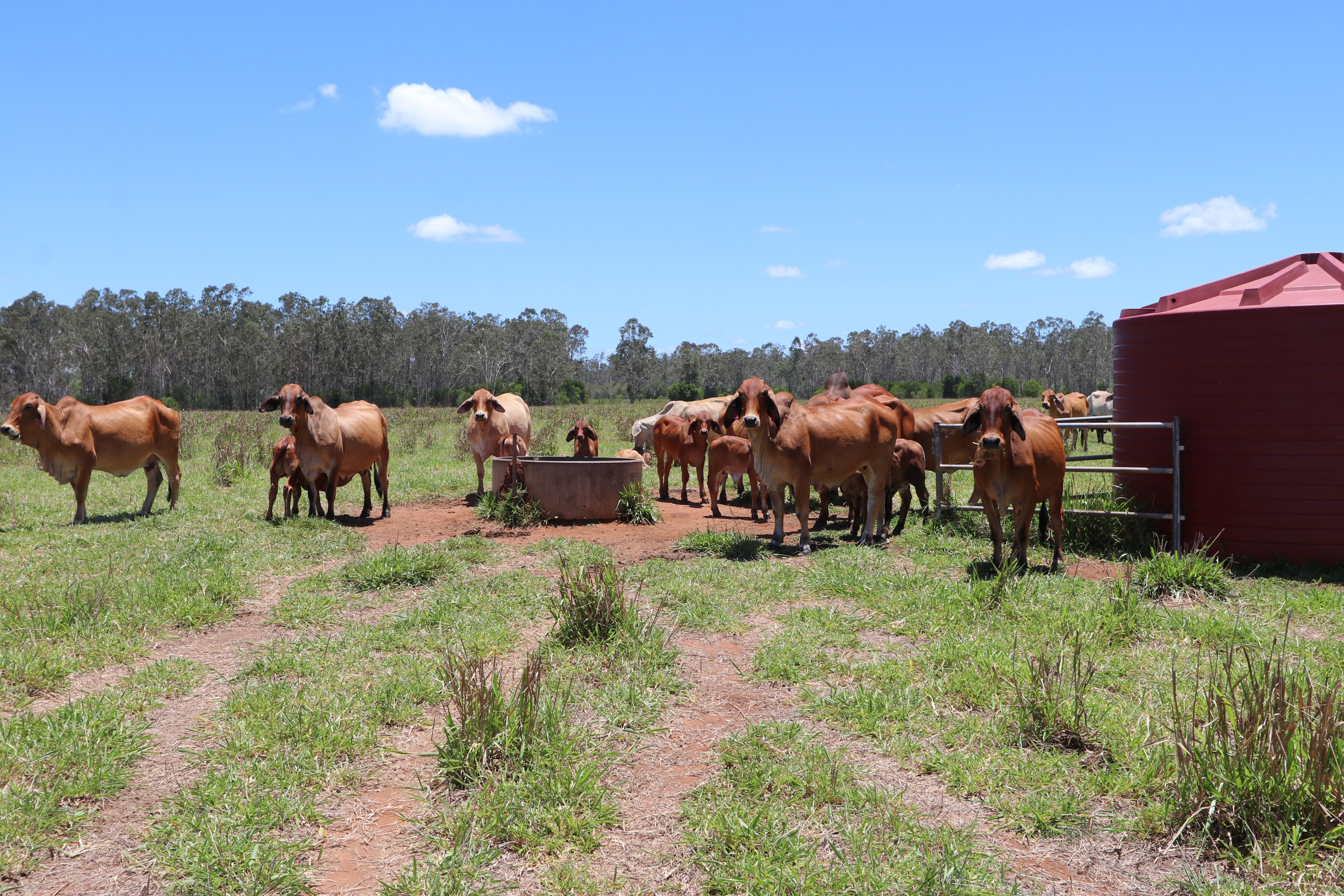 330 Doonside Road, Jardine, QLD 4702