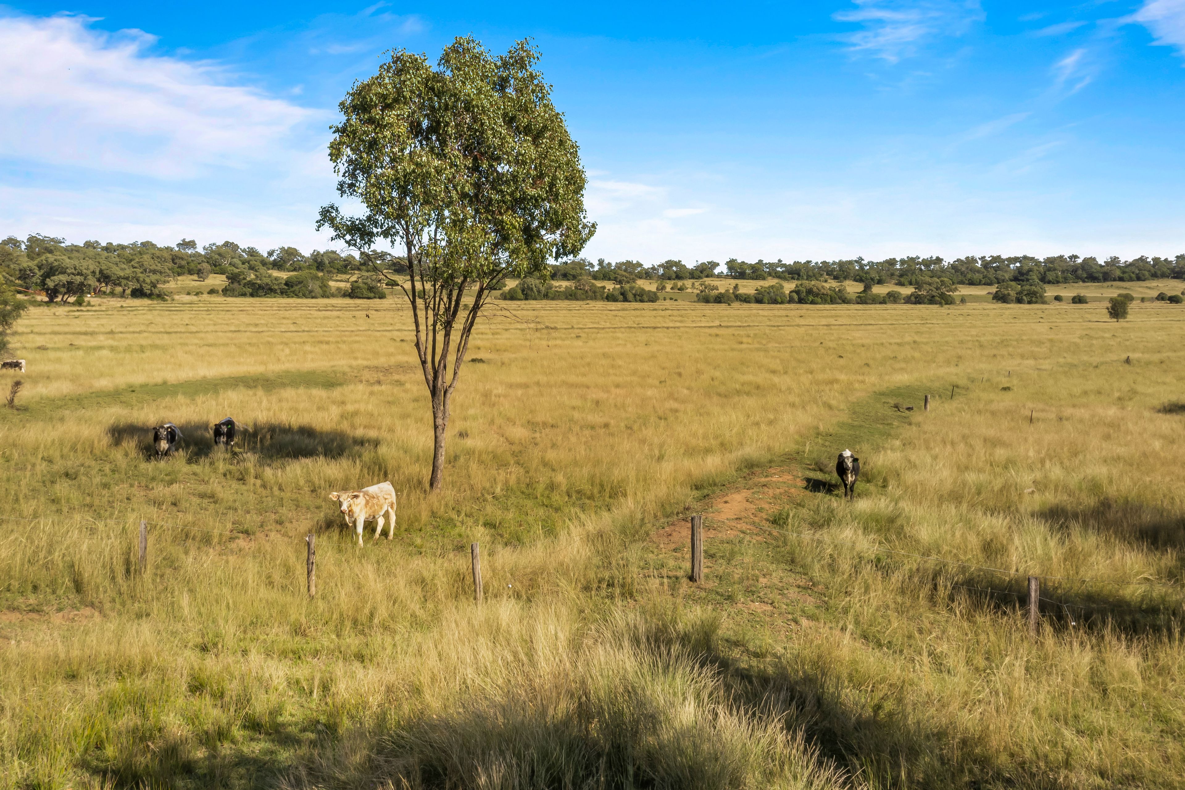 372 Hegarty Road, Ellangowan, QLD 4361 Rural Cropping Property for