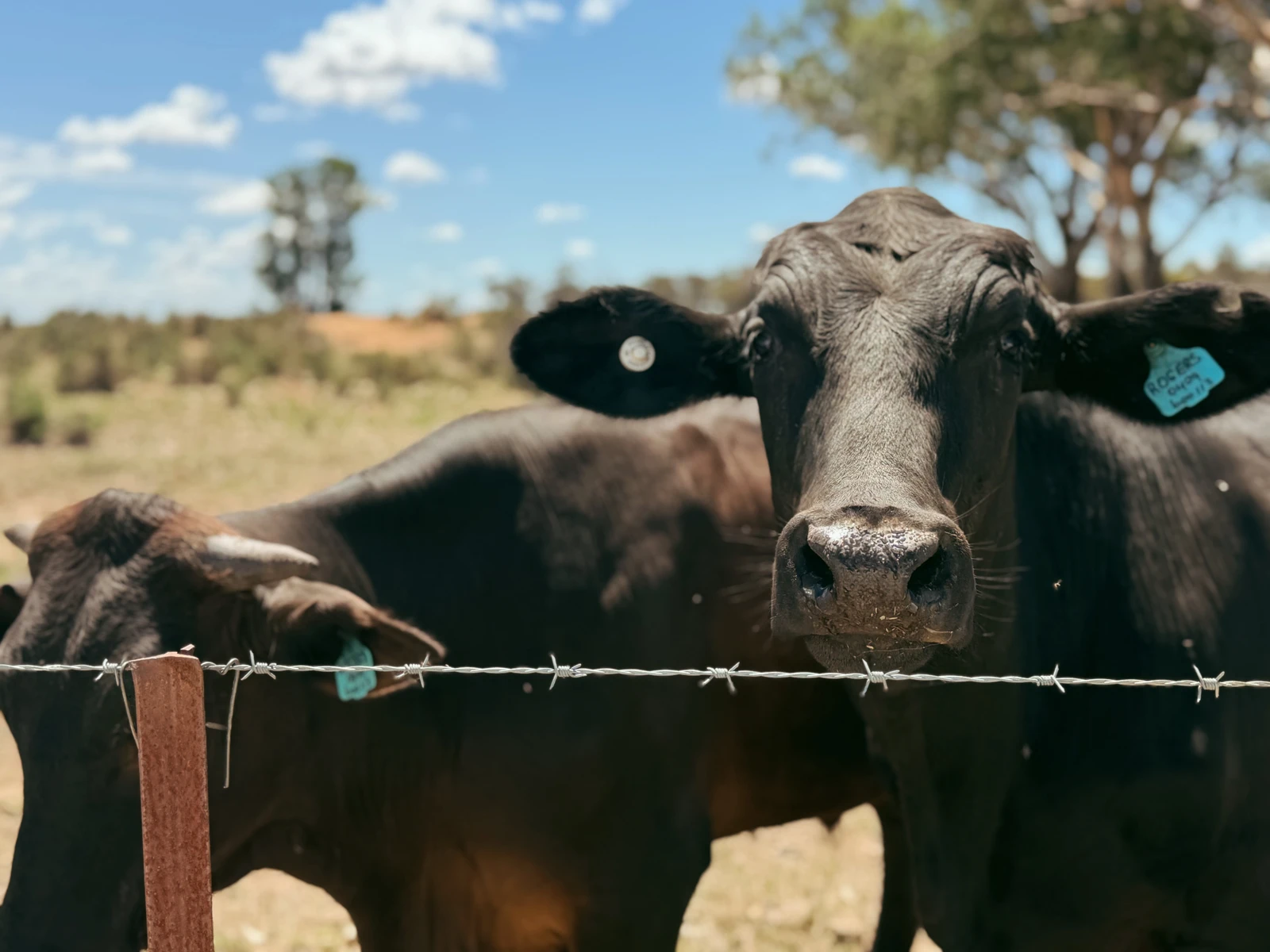 735 Clear Ridge Road, Wyalong, NSW 2671