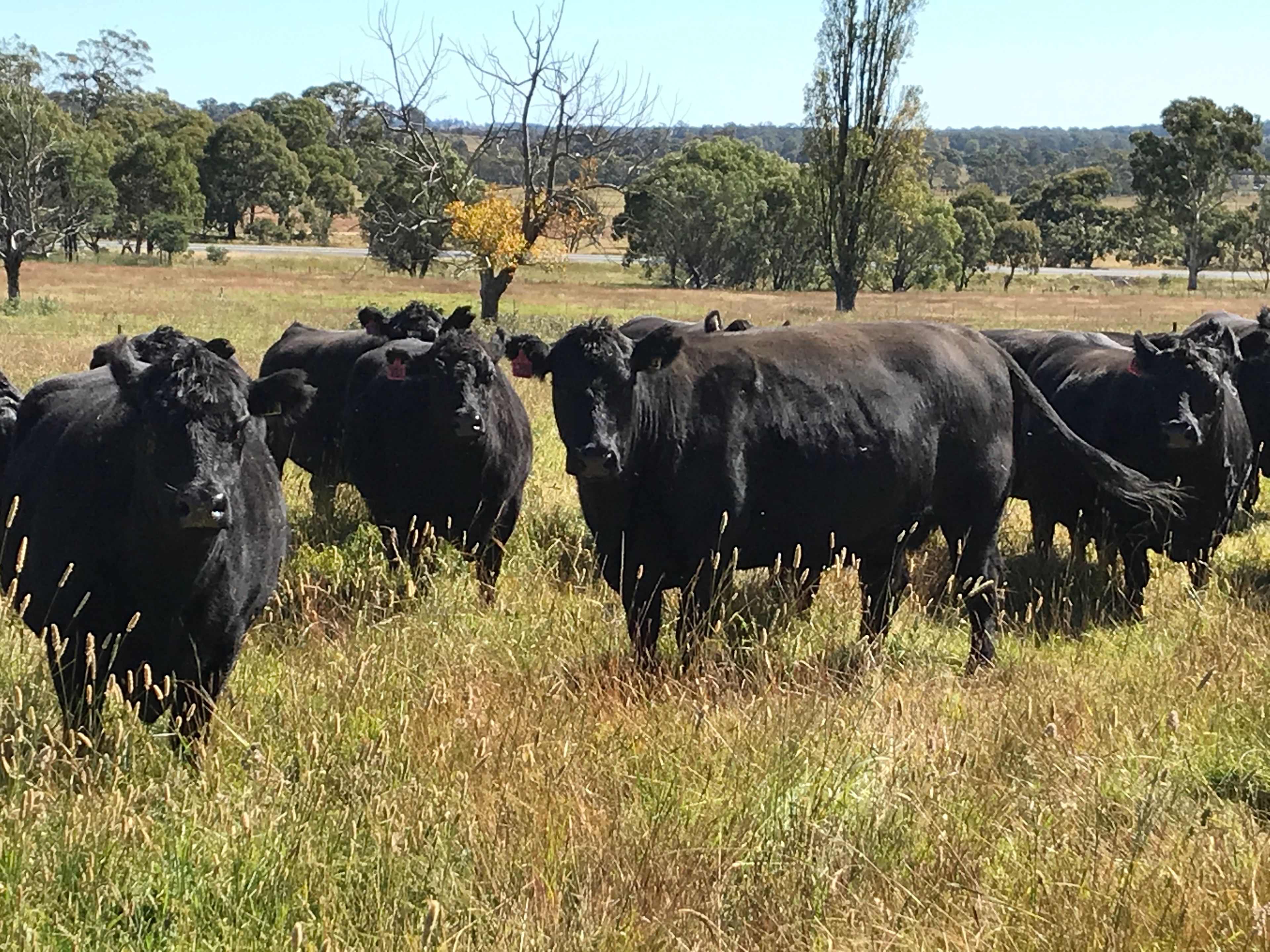 "West Urandangie" 207 Urandangie Road, Guyra, NSW 2365 Sold Rural