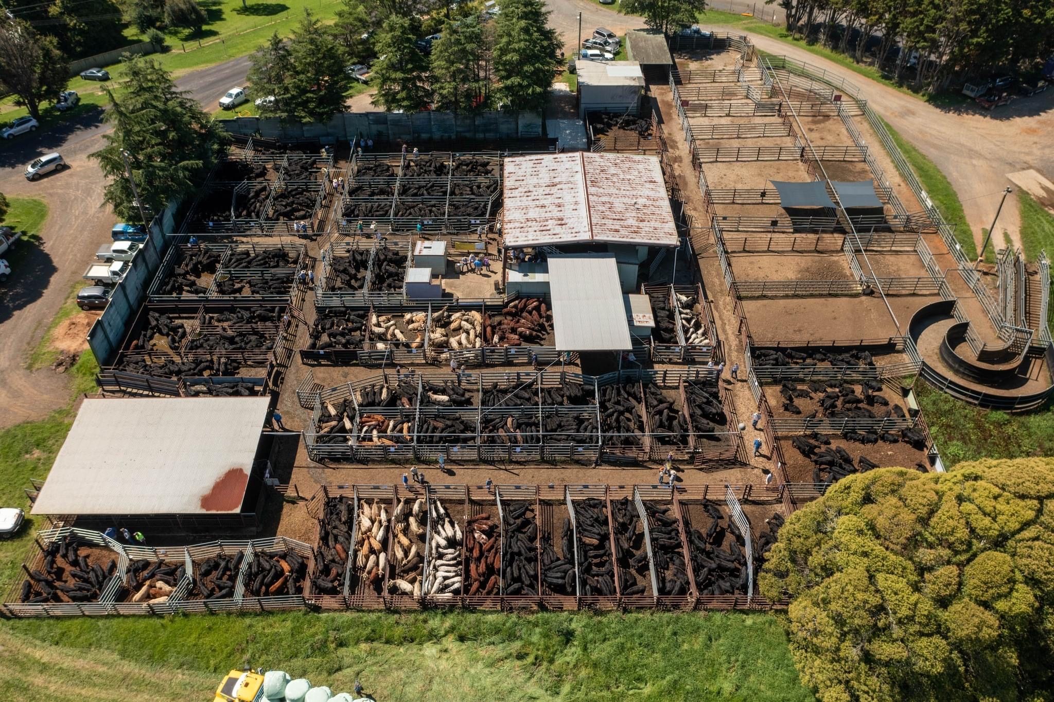 Dorrigo Livestock Saleyards, Dorrigo, NSW 2453 Livestock for Sale
