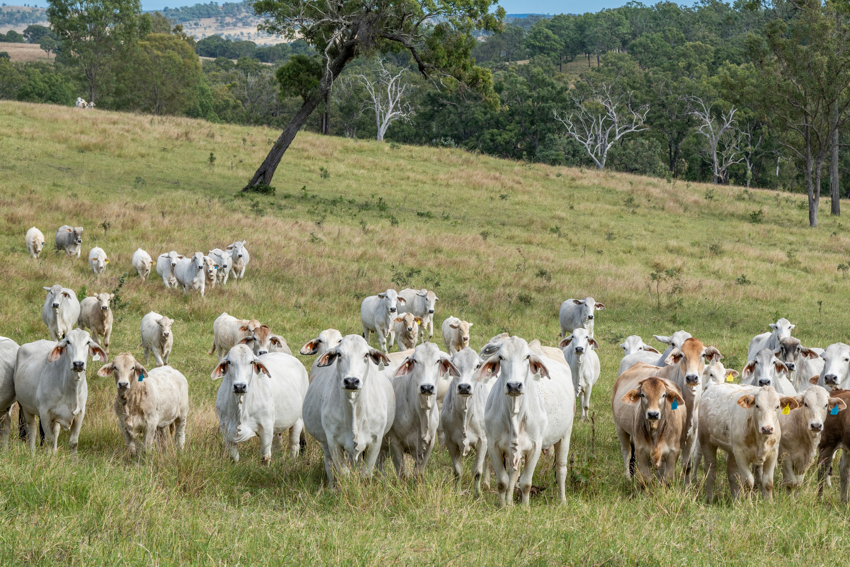 78 Pei Road, Manumbar, QLD 4601