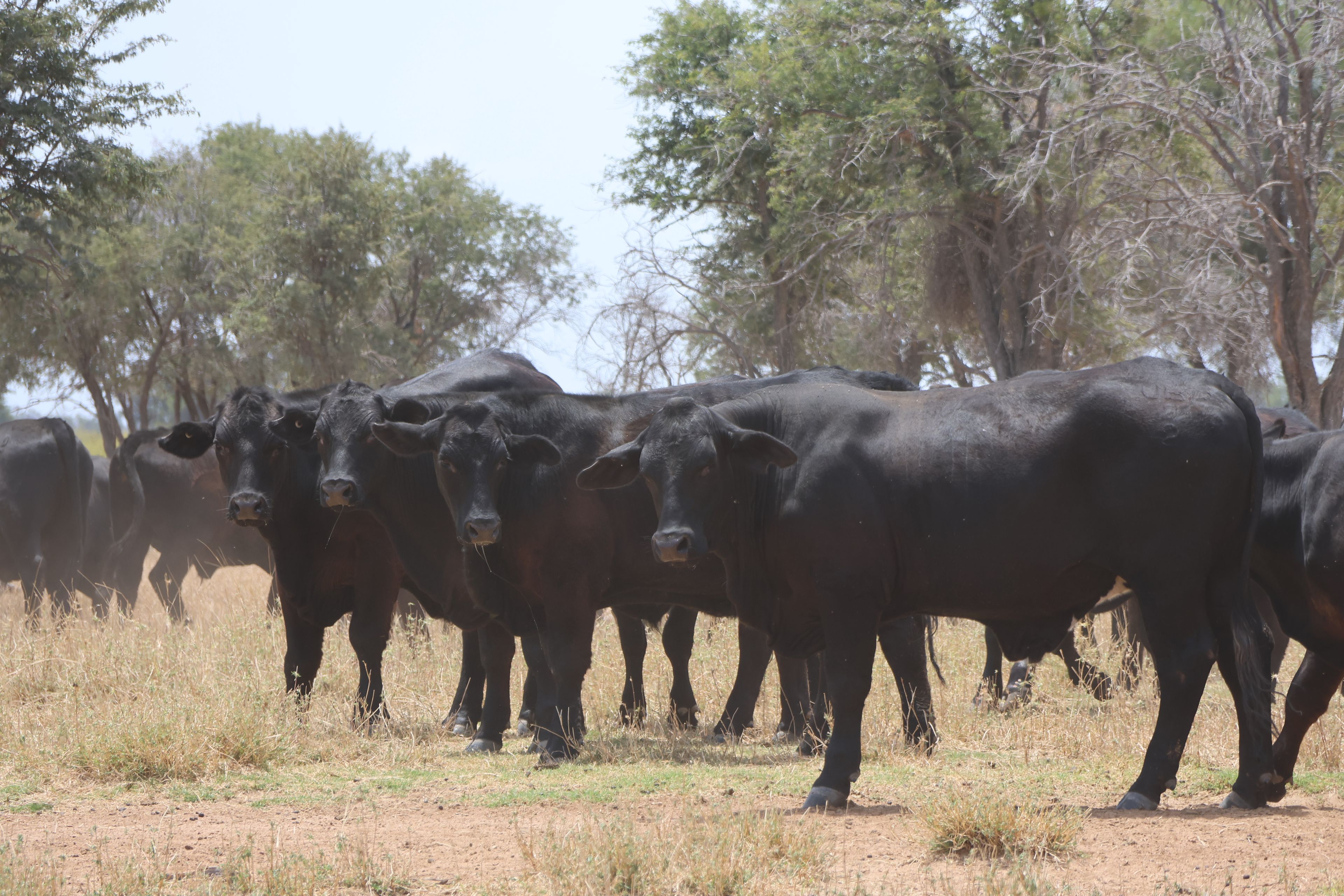 2085 Blackall Jericho Road, Blackall, QLD 4472