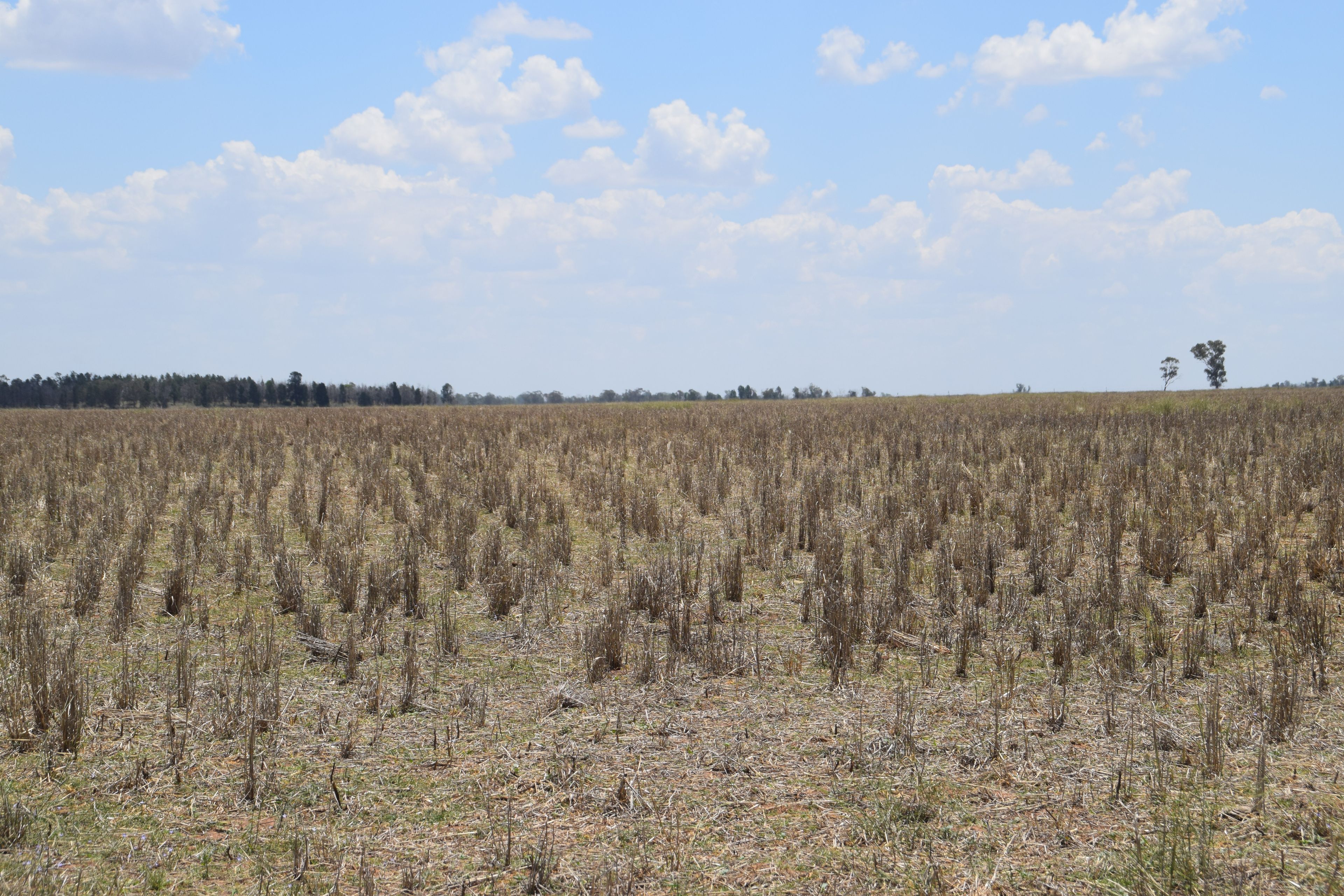 'Illapa' 238L Narromine Road — photo 19 of 30