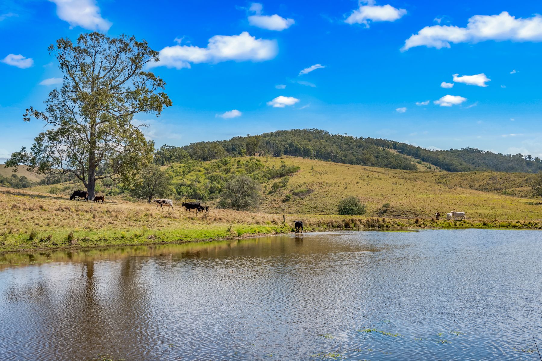 449 Glen William Road, Glen William, NSW 2321 Sold Rural Property