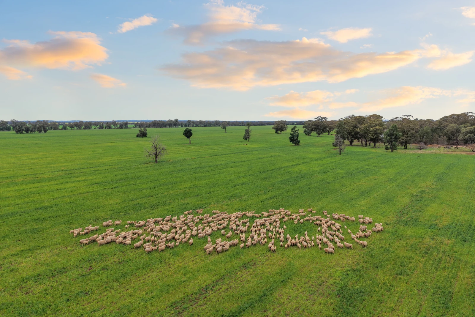 679 Bellarwi Road, West Wyalong, NSW 2671