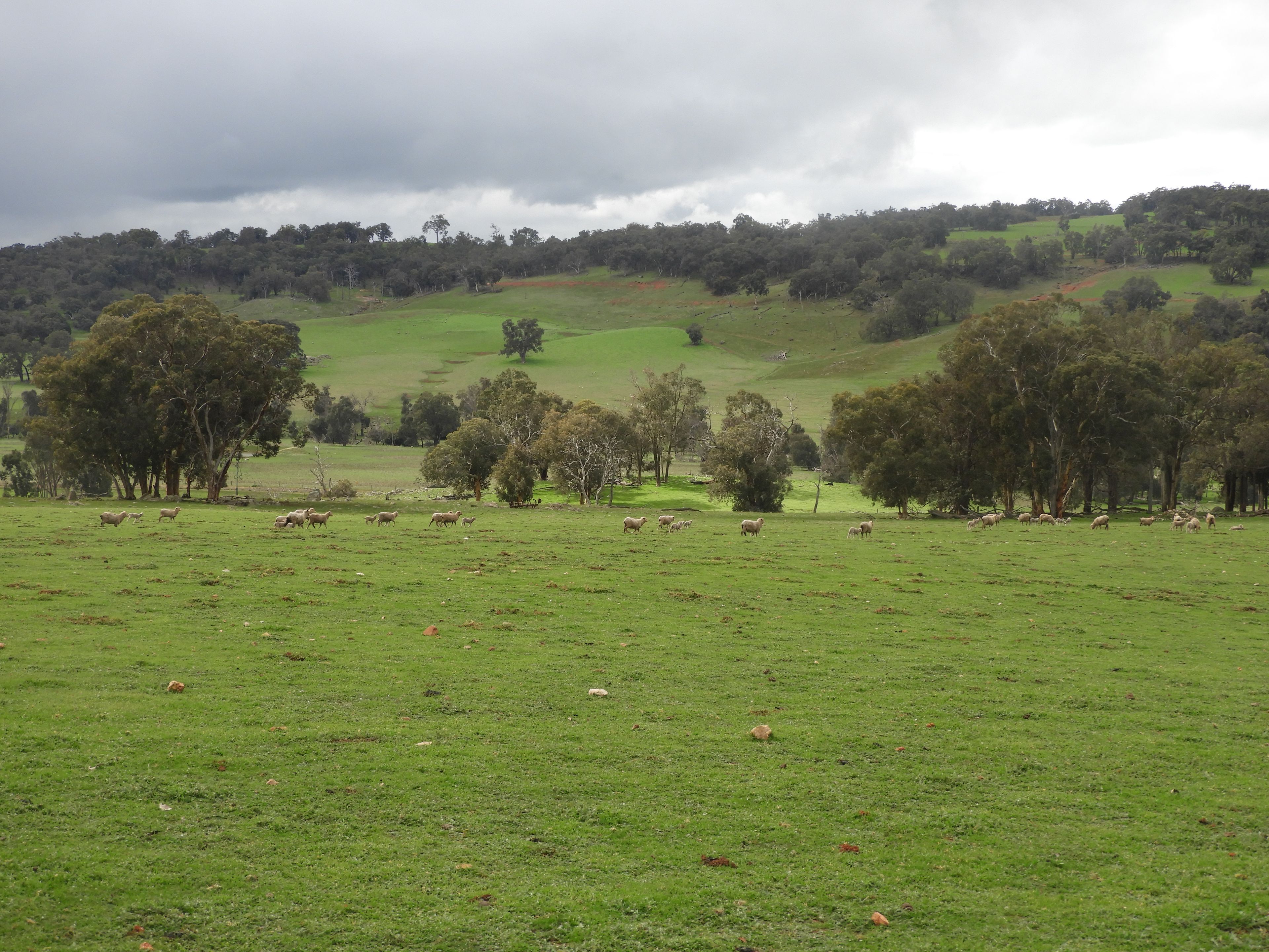Kyellen Farm, Quindanning-Darkan Road — photo 28 of 30