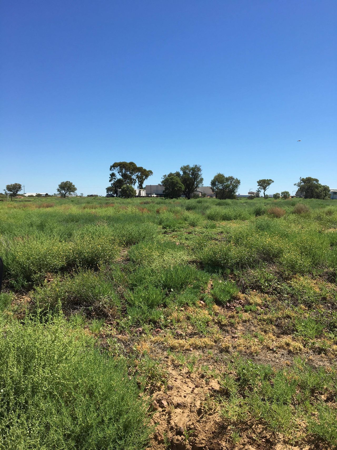 Rural for sale in Longreach and nearby Ray White Blackall
