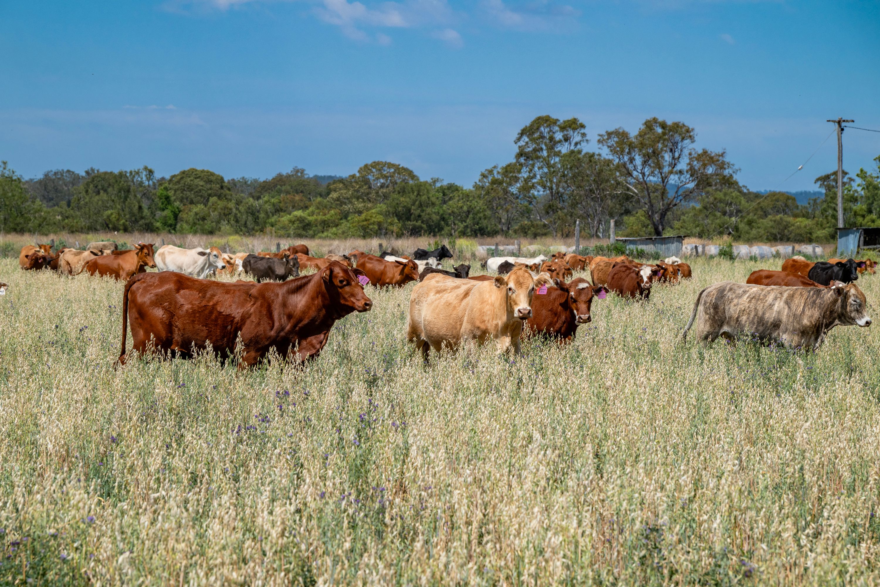 91 Beare Road, Maidenwell, QLD 4615