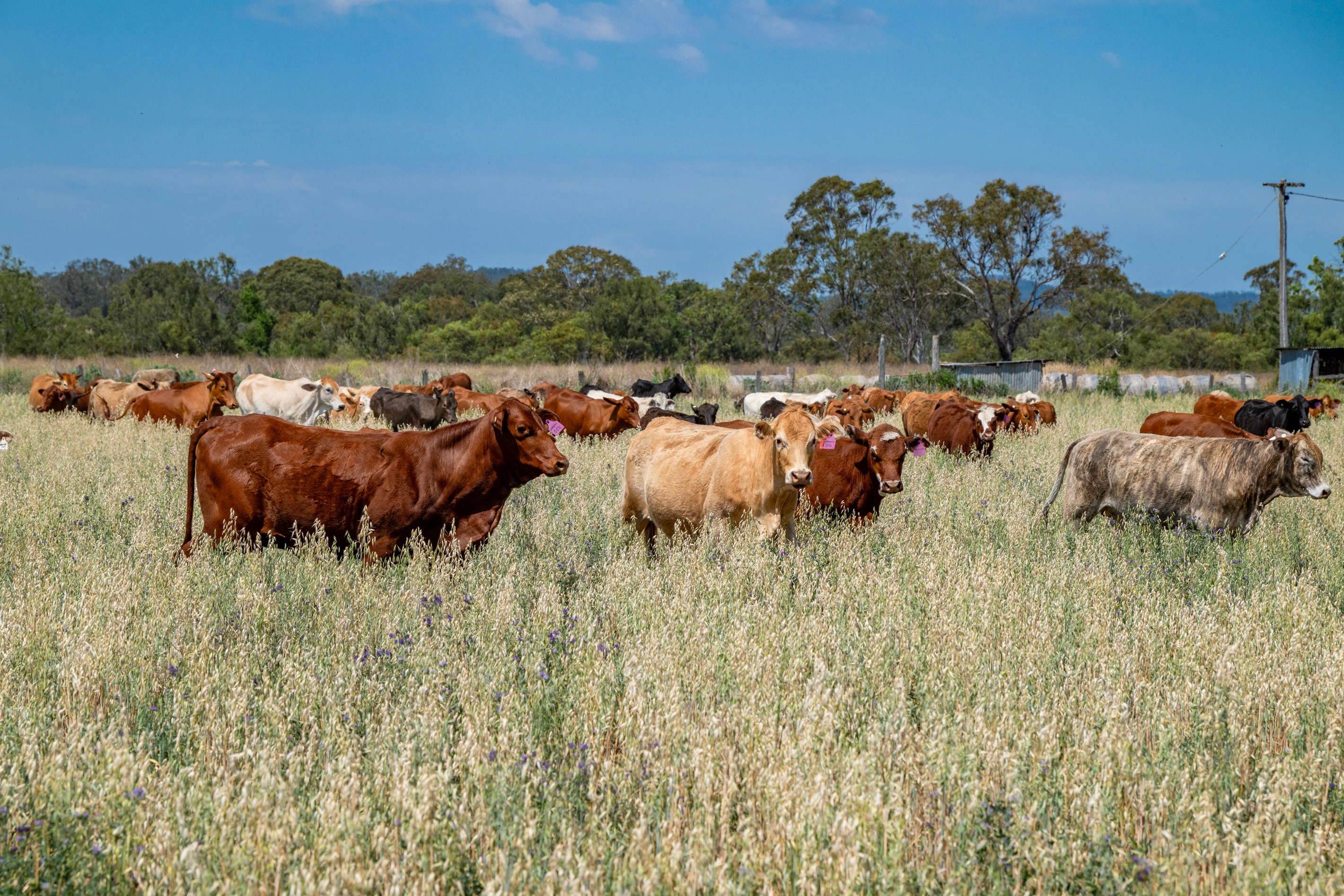 91 Beare Road, Maidenwell, QLD 4615
