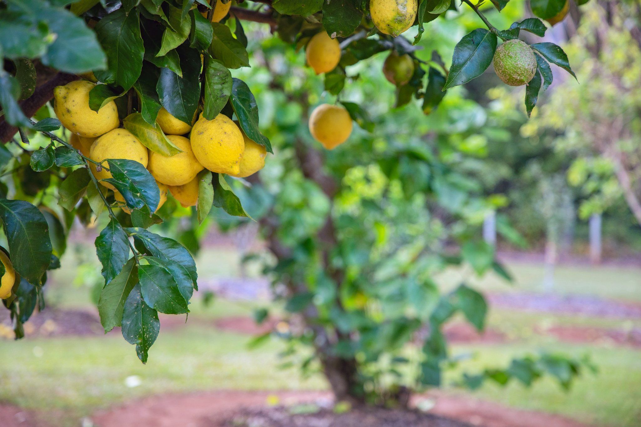 199 Commissioners Flat Road, Peachester, QLD 4519