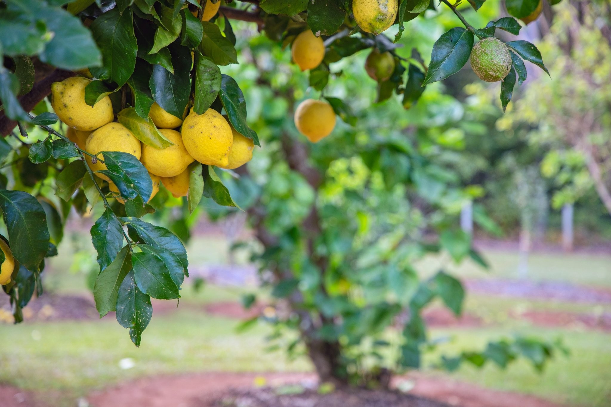 199 Commissioners Flat Road, Peachester, QLD 4519