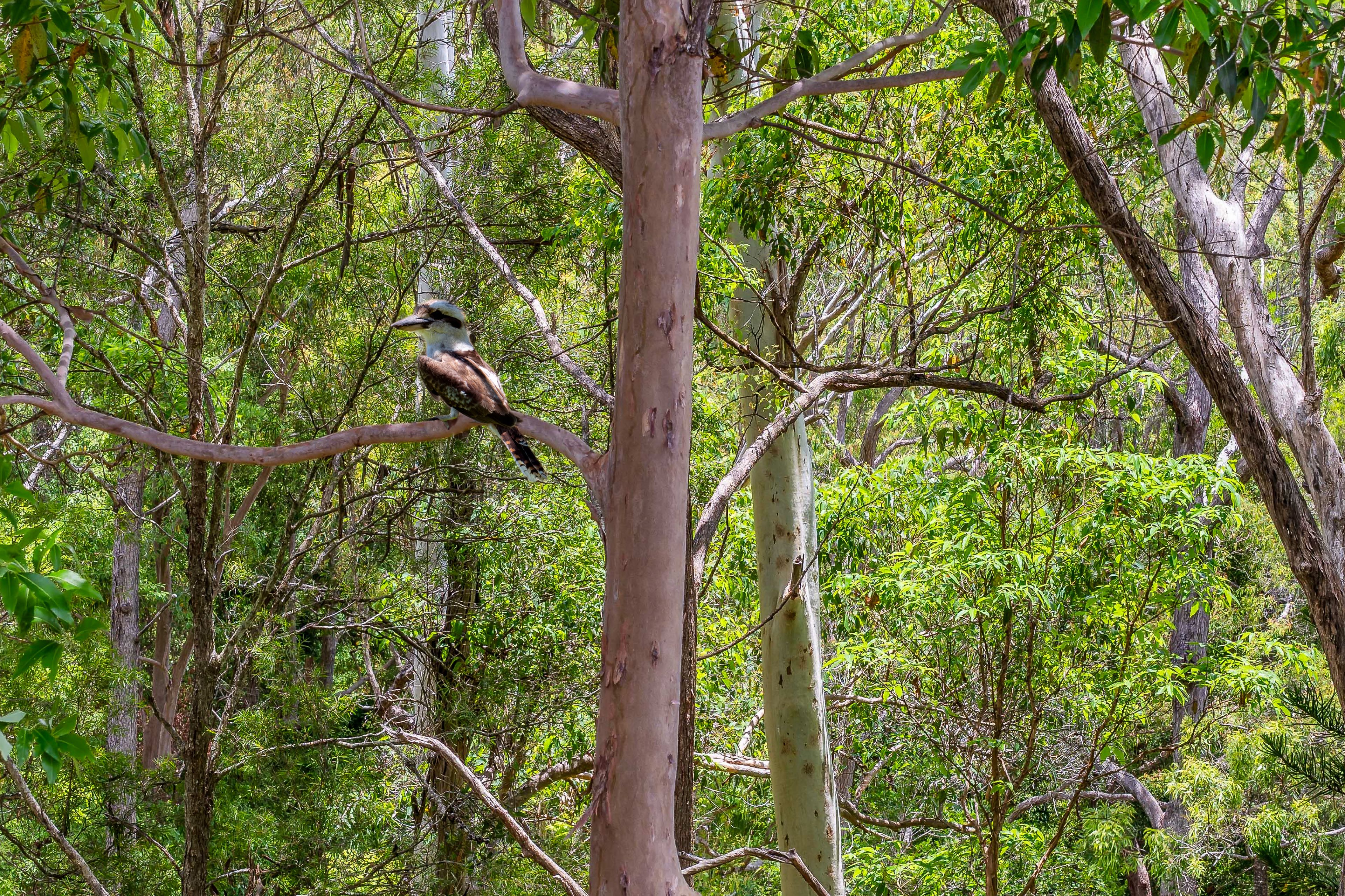 40 Reservoir Road, Landsborough, QLD 4550