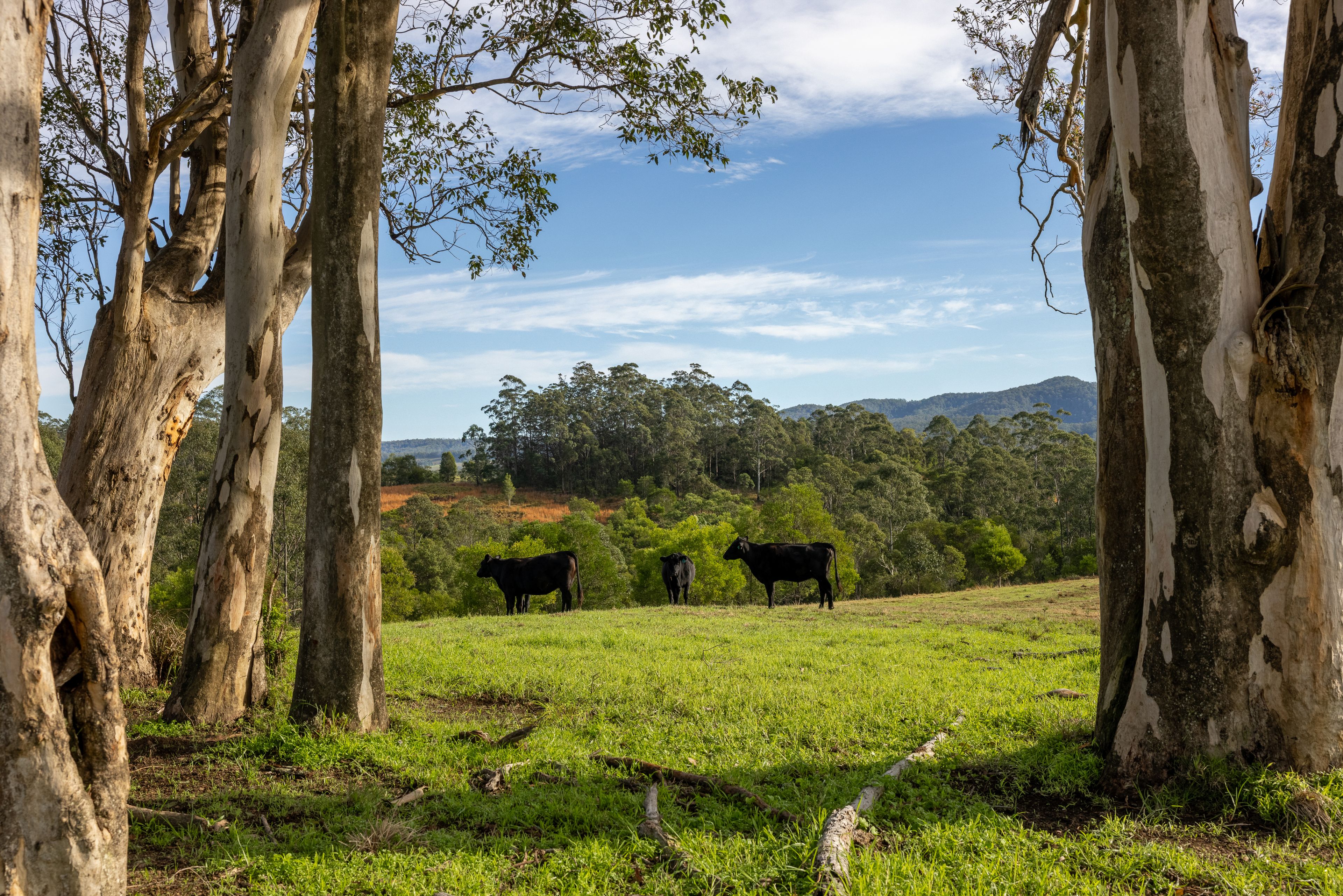229 Wattley Hill Road — photo from Ray White Rural Manning Valley