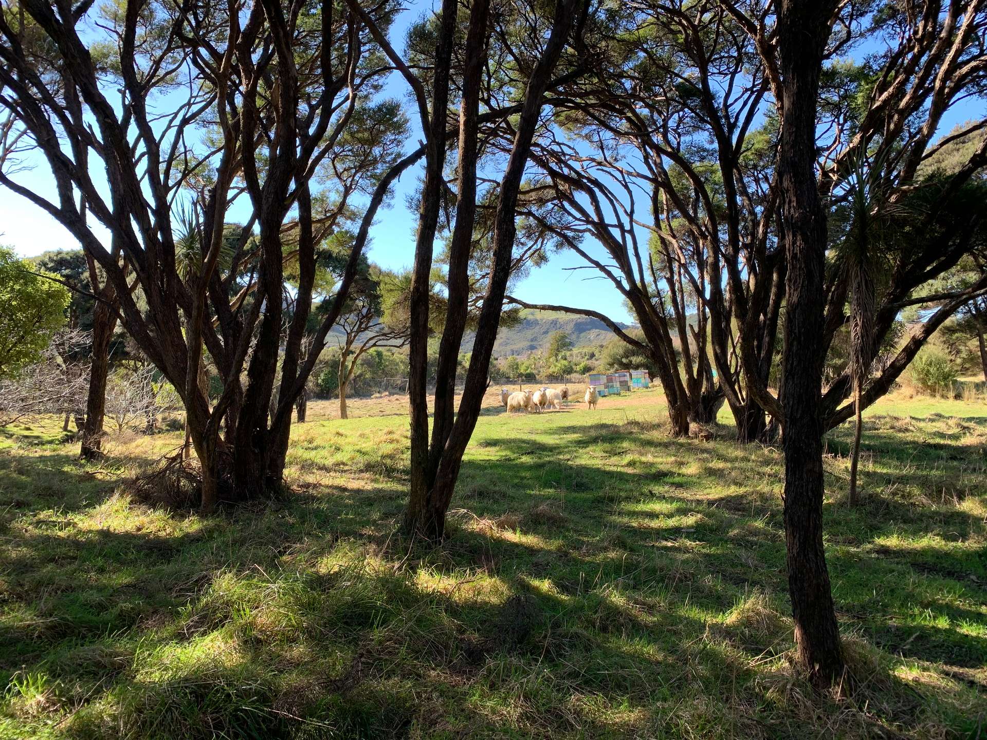 172 Wharariki Road photo 9