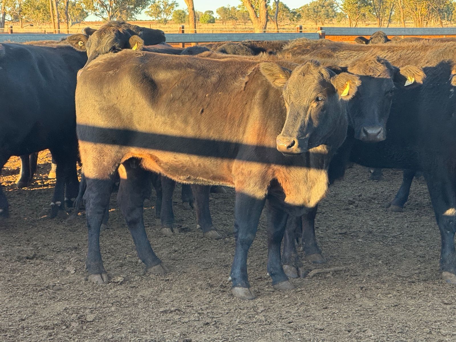 Mungallala, QLD 4467