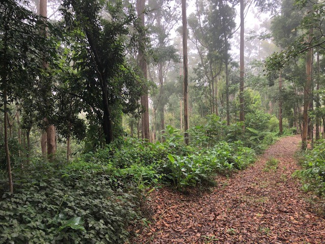 100 Wongawallan Road, Tamborine Mountain, QLD 4272