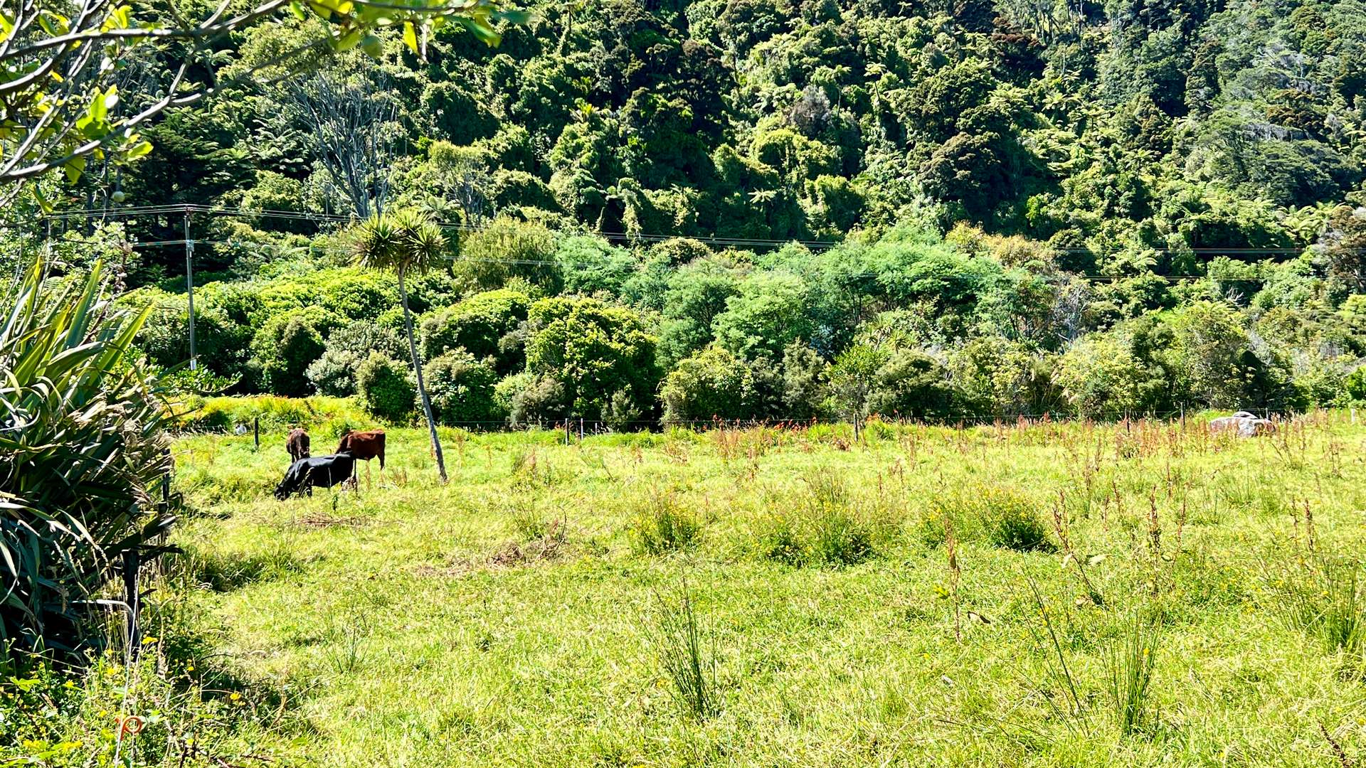 37 Nikau Road, State Highway 67 photo 30