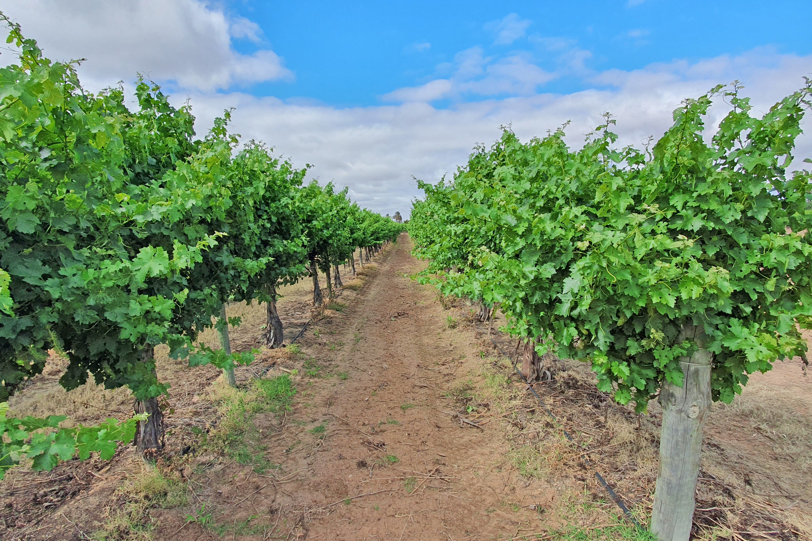 Lot 38 Nelbuck Street, Renmark North, SA 5341