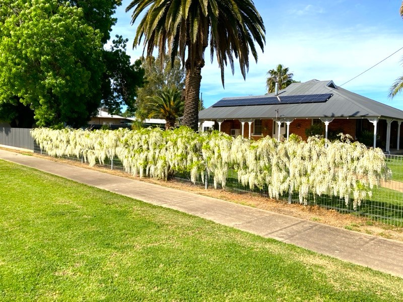 54 Murray Street, Barham, NSW 2732