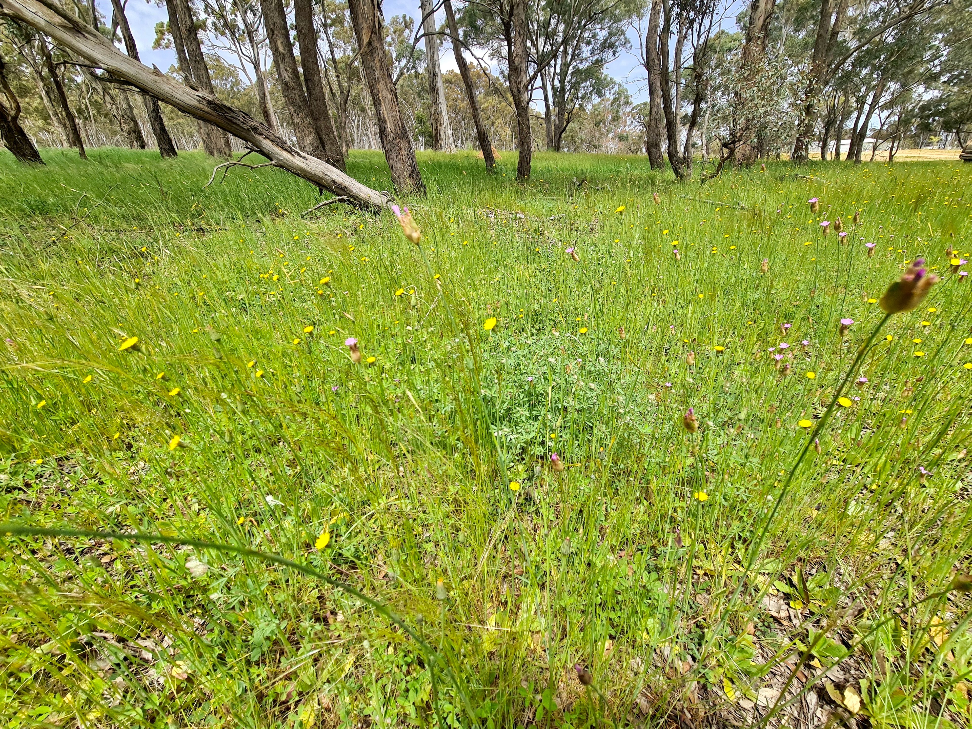 Lot 3 233 Brooks Creek Lane, Gundaroo, NSW 2620