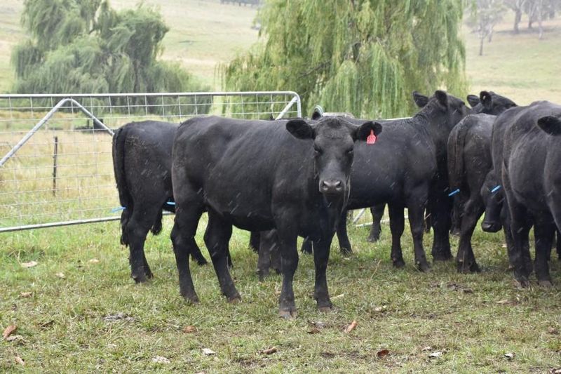 Glen Innes, NSW - Livestock Cattle Sold