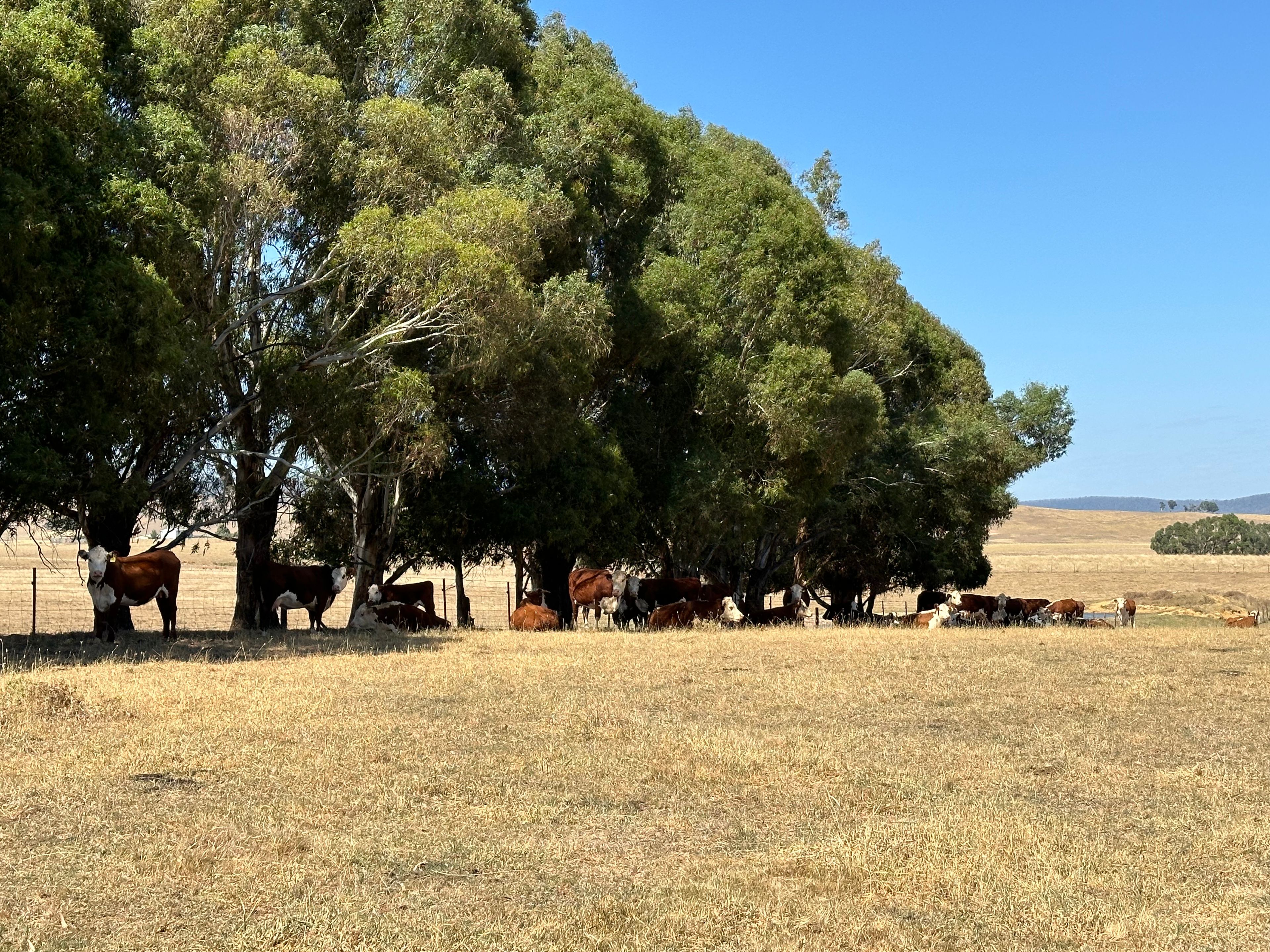 180 Mannus Flats Road, Mannus, NSW 2653 Rural Property for Sale Ray