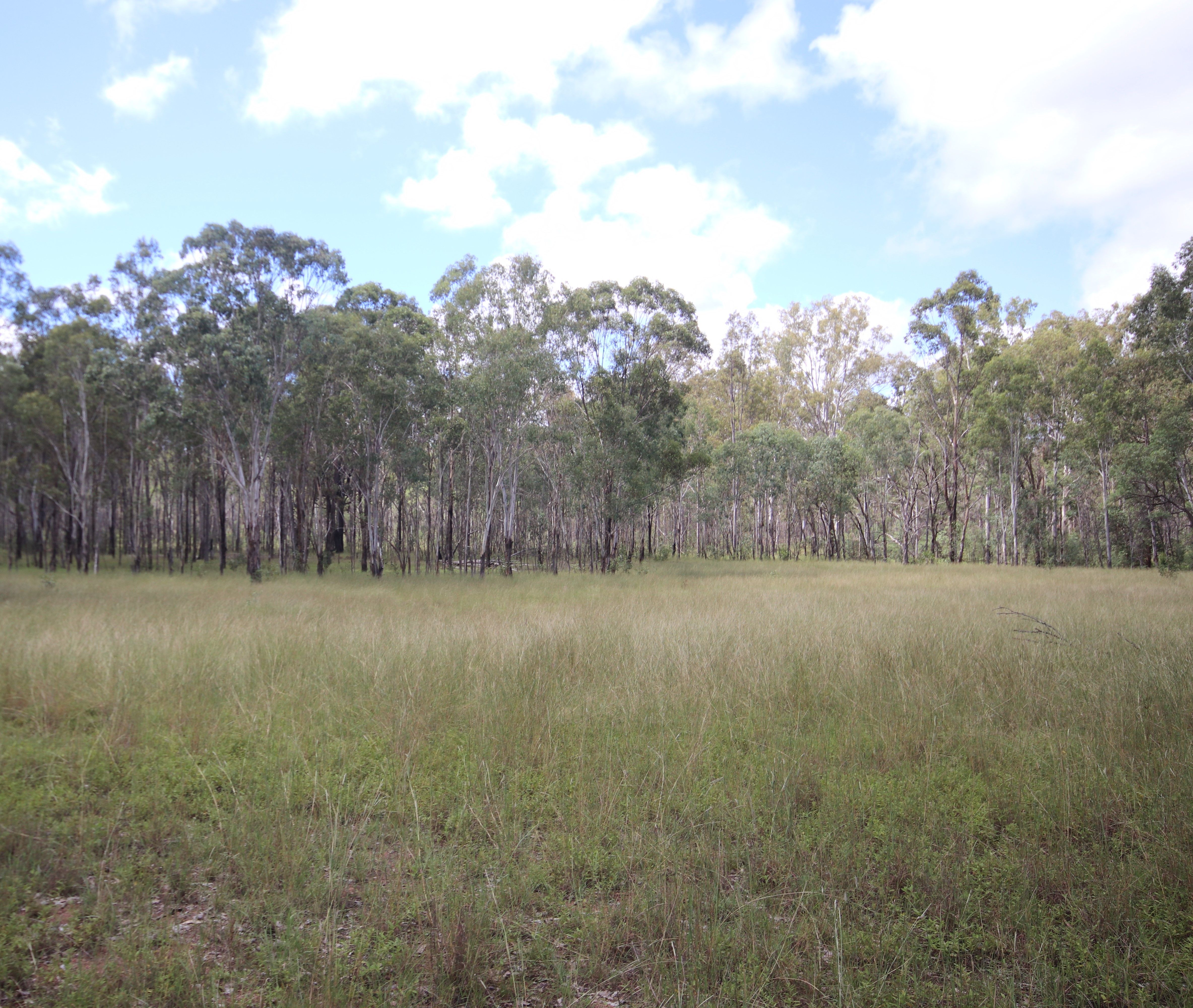 'Greentree' MundubberaDurong Road, Mundubbera, QLD 4626 Rural