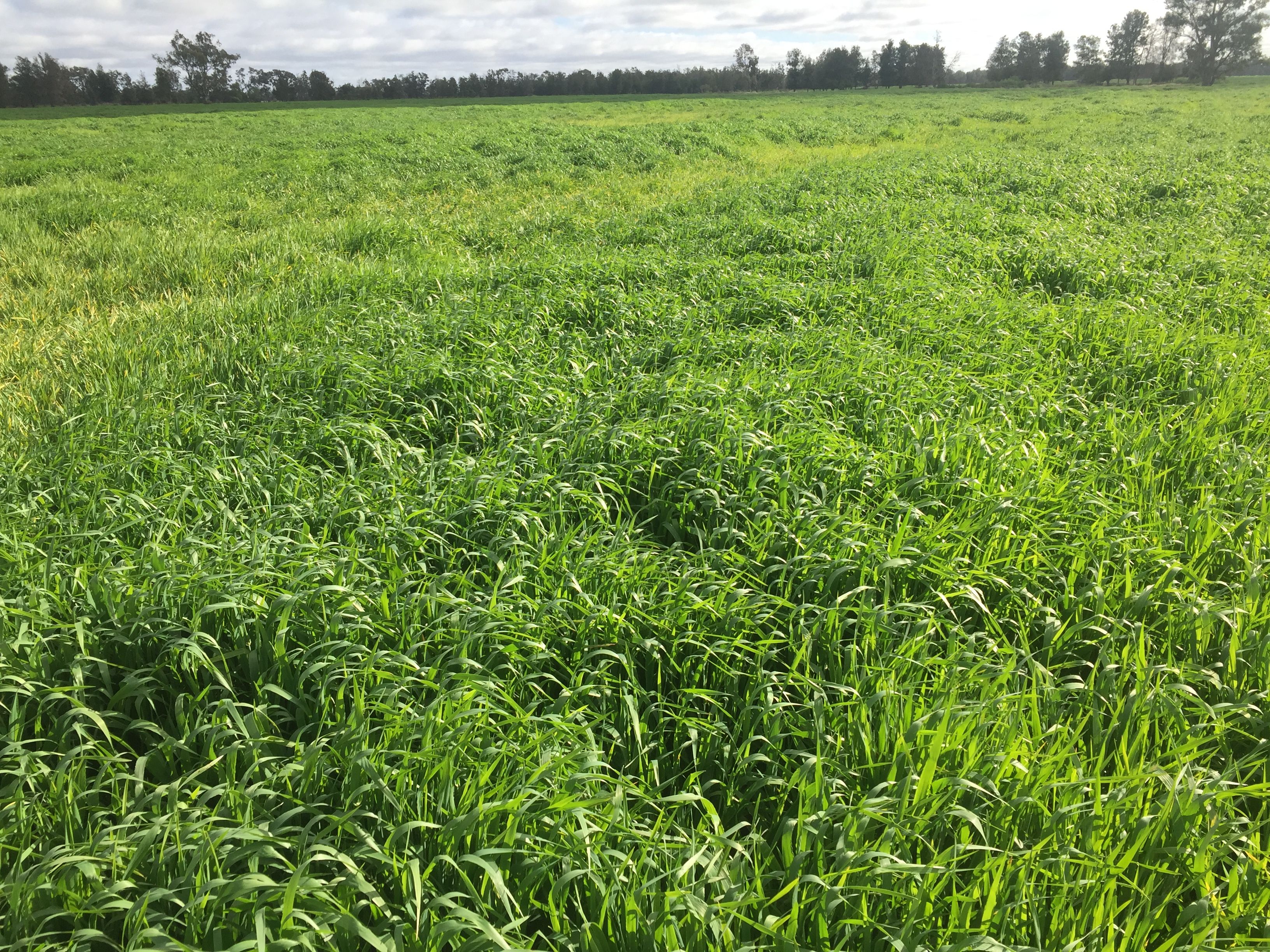 31850 Cunningham Highway, Goondiwindi, QLD 4390