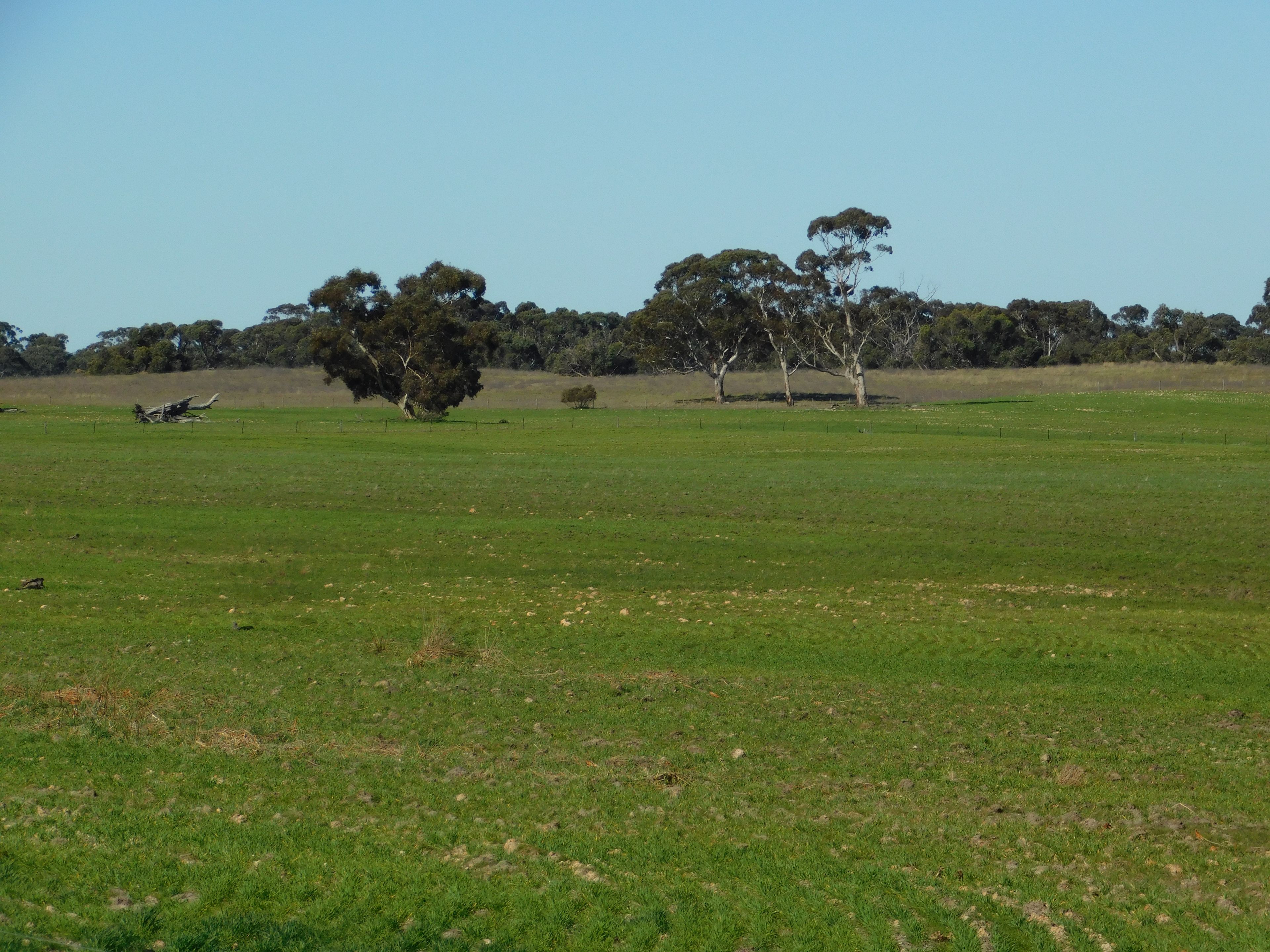 693 Bangham Road, Bangham, SA 5268 Rural Mixed Farming Property for