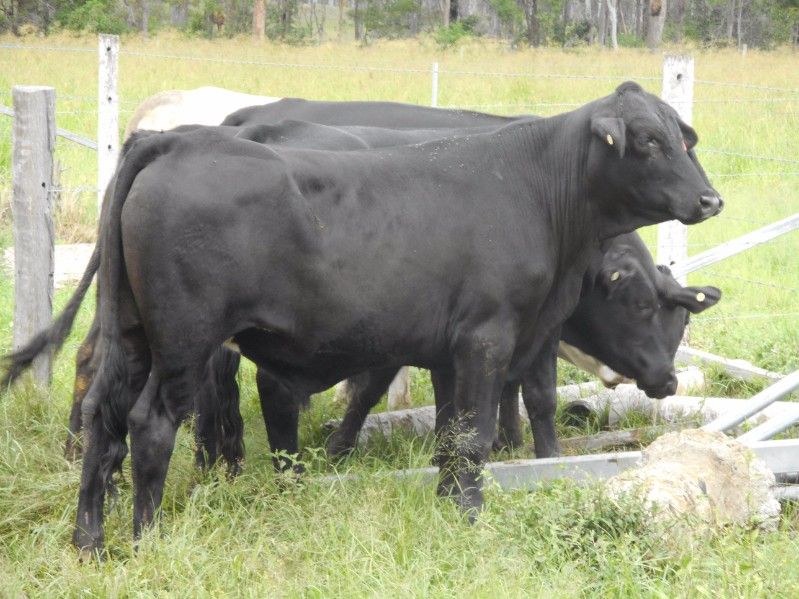 BUCCA, QLD 4670