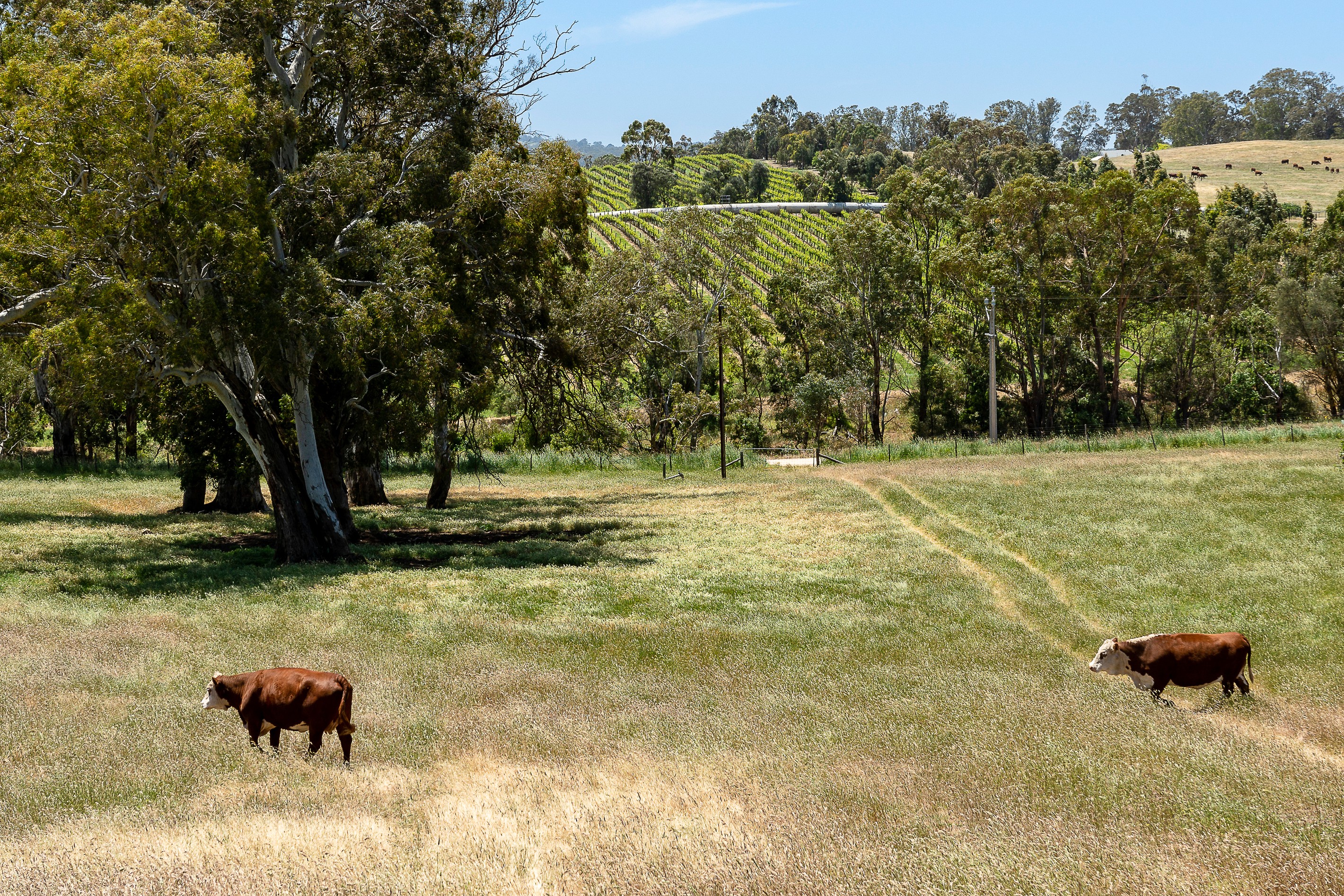 Lot 28 Muellers Road, Birdwood, SA 5234