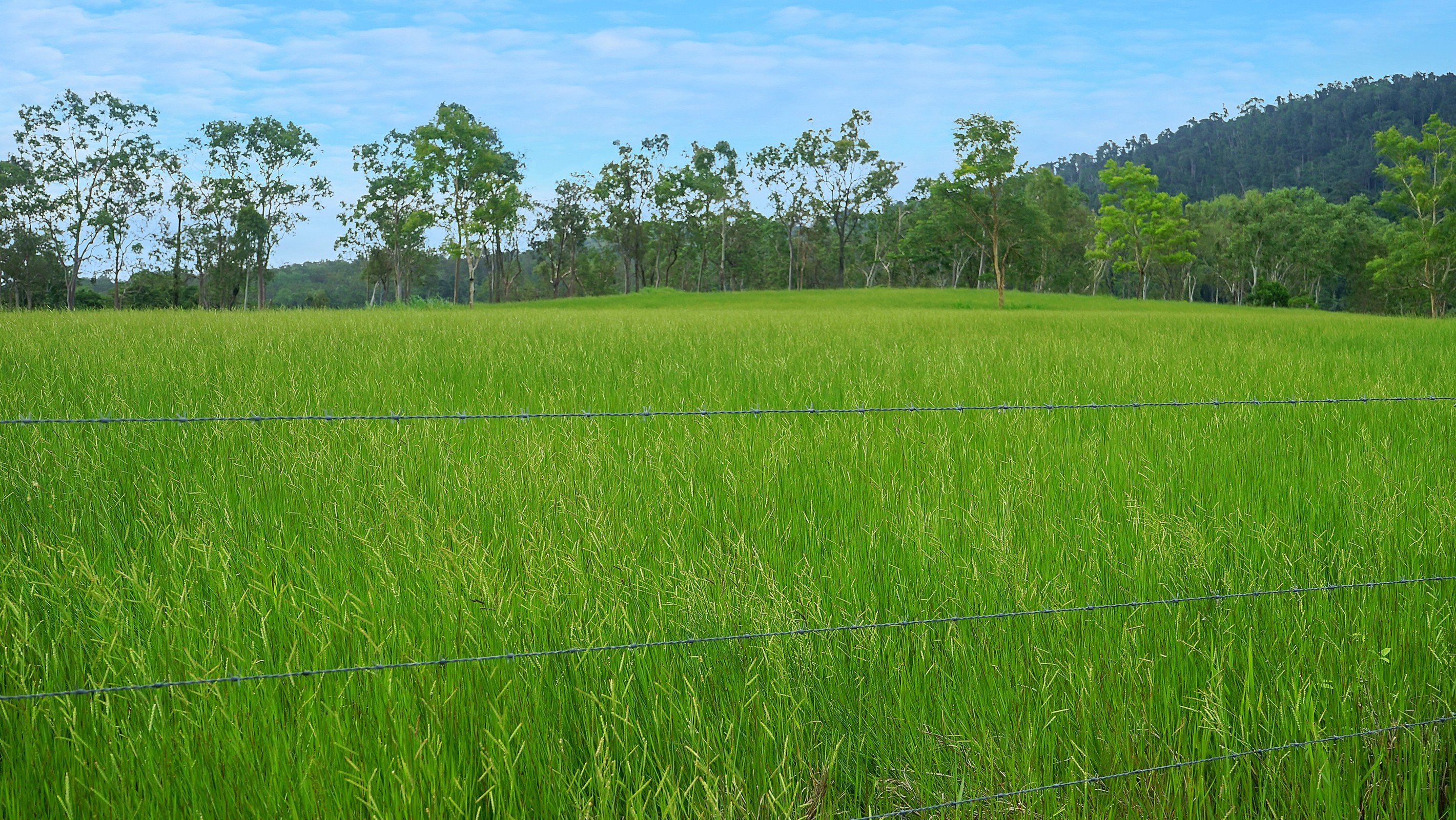 487 Paskins Road, Yalboroo, QLD 4741