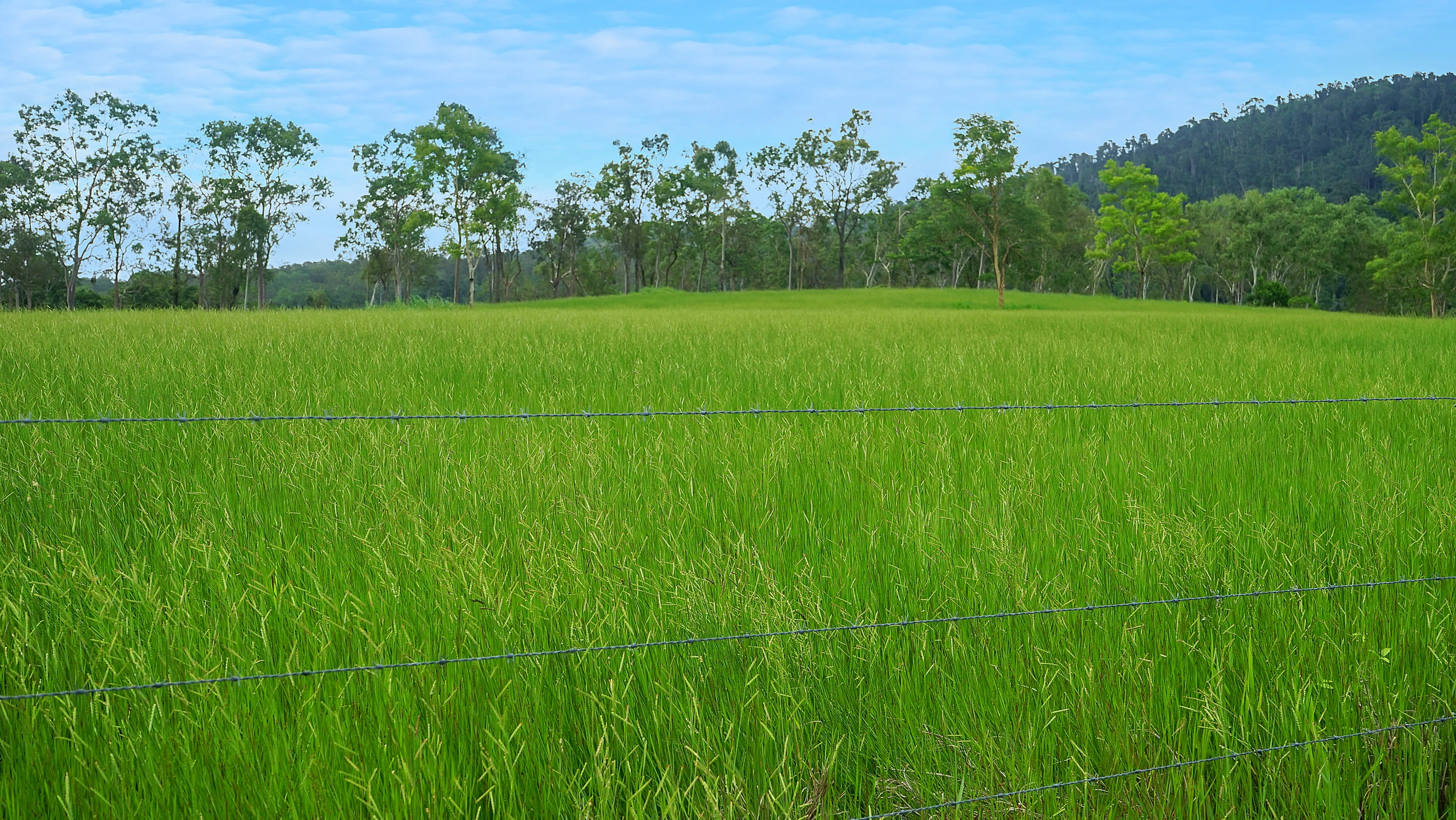 487 Paskins Road, Yalboroo, QLD 4741