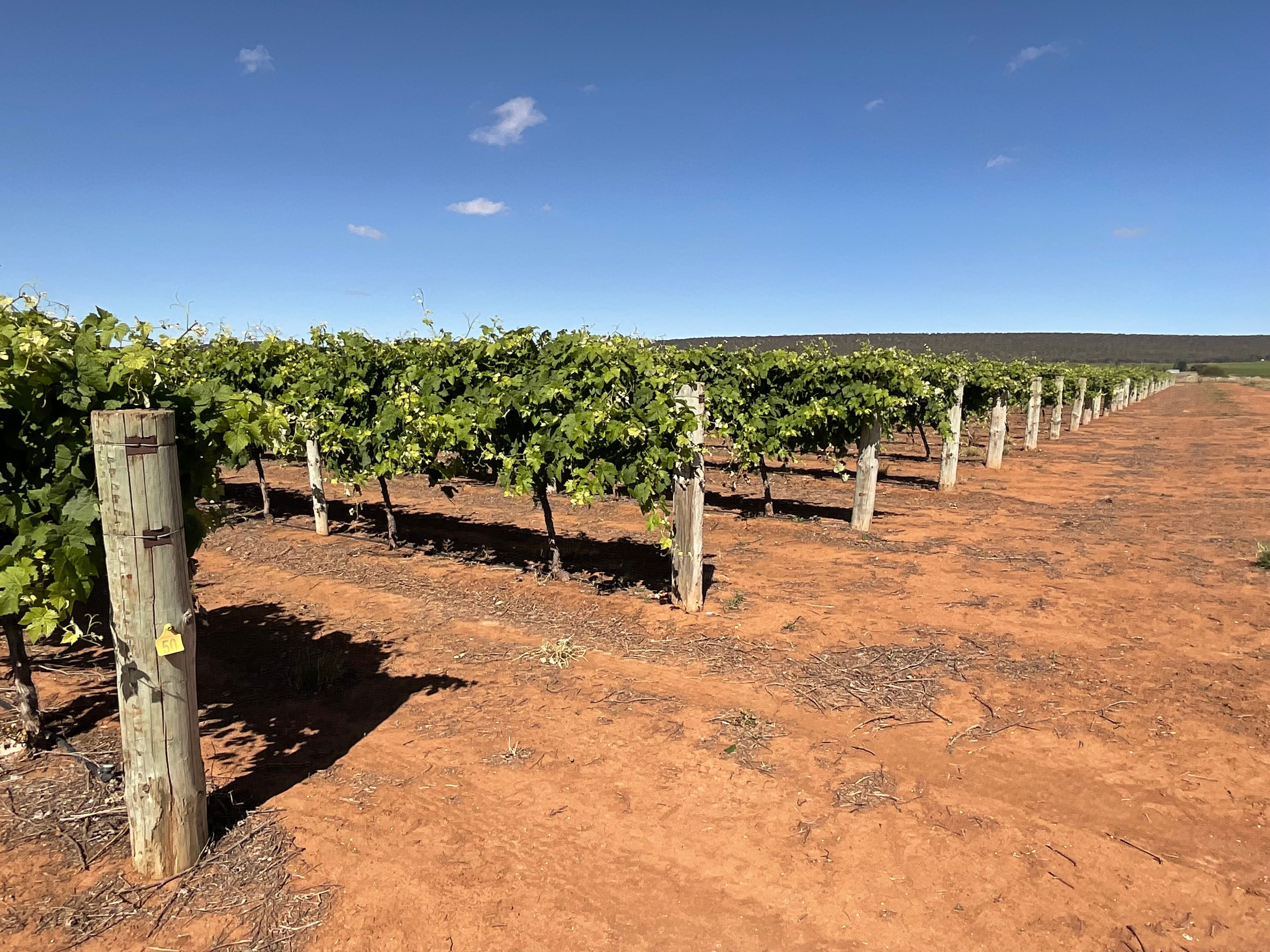 1576 Rankins Springs Road, Myall Park, NSW 2681