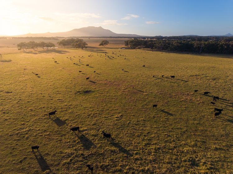 Ray White Rural (WA)
