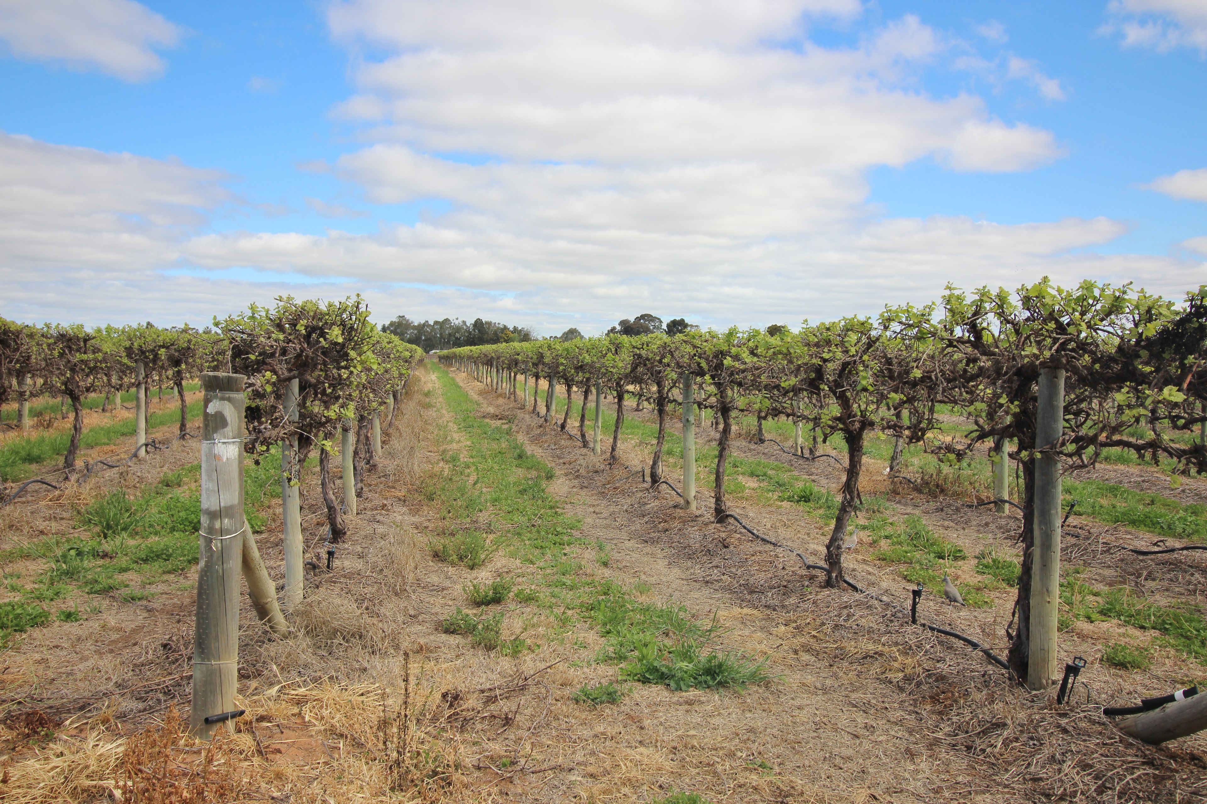 Lot 4 Bookmark Avenue, Renmark, SA 5341