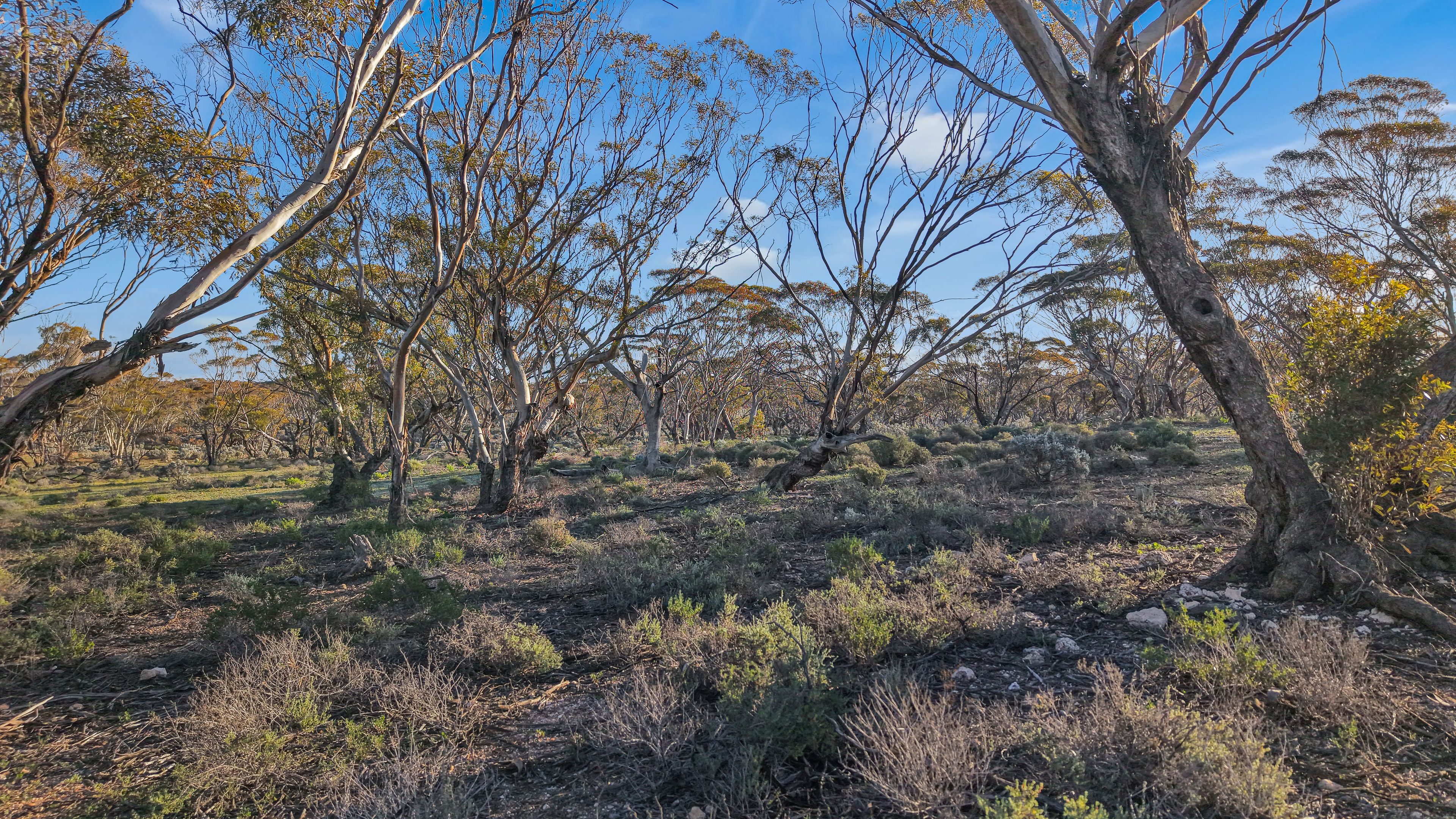 Lot 53 Mallee Road — photo 14 of 23