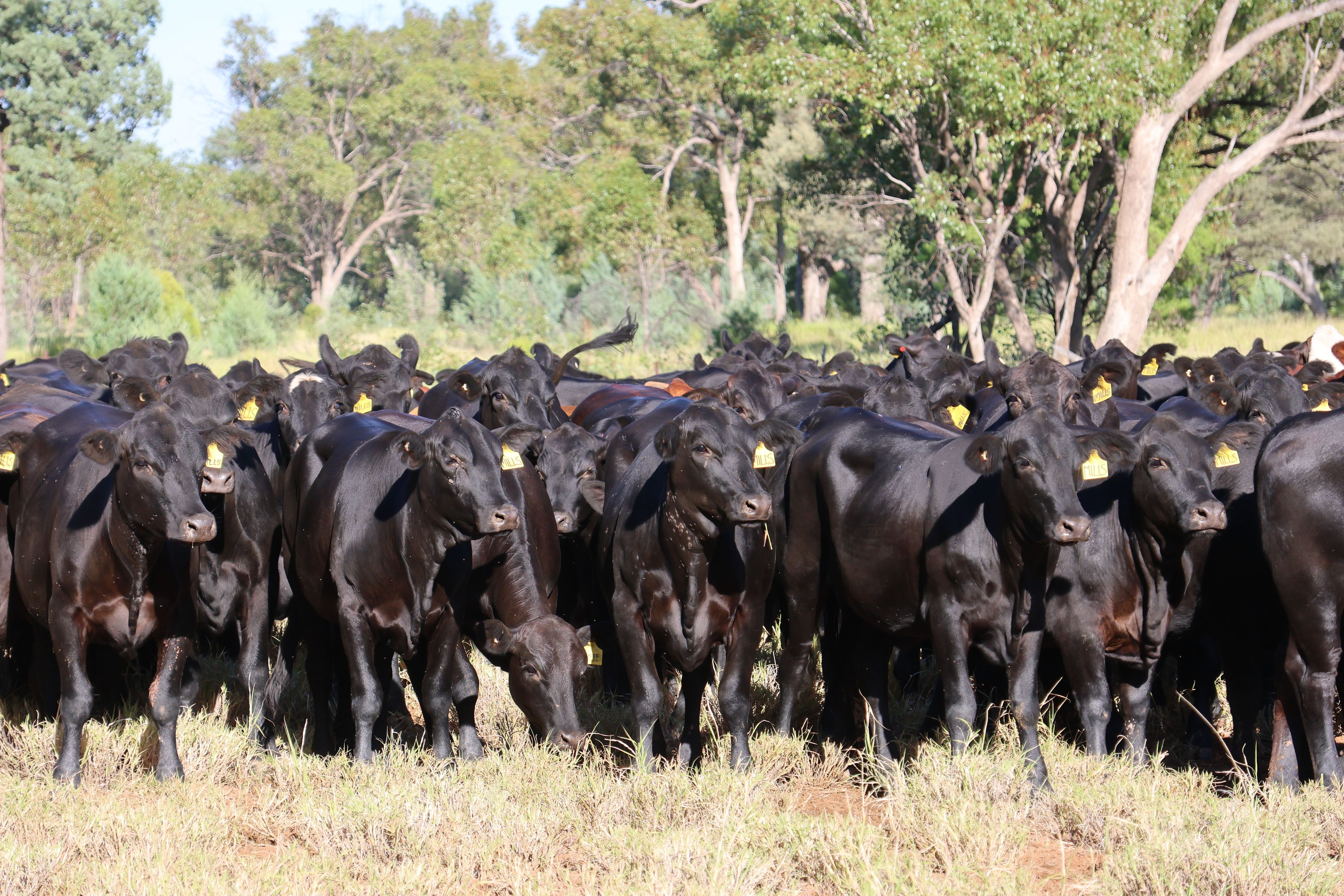 "Myendetta Aggregation" 2926 Quilpie Highway, Charleville, QLD 4470