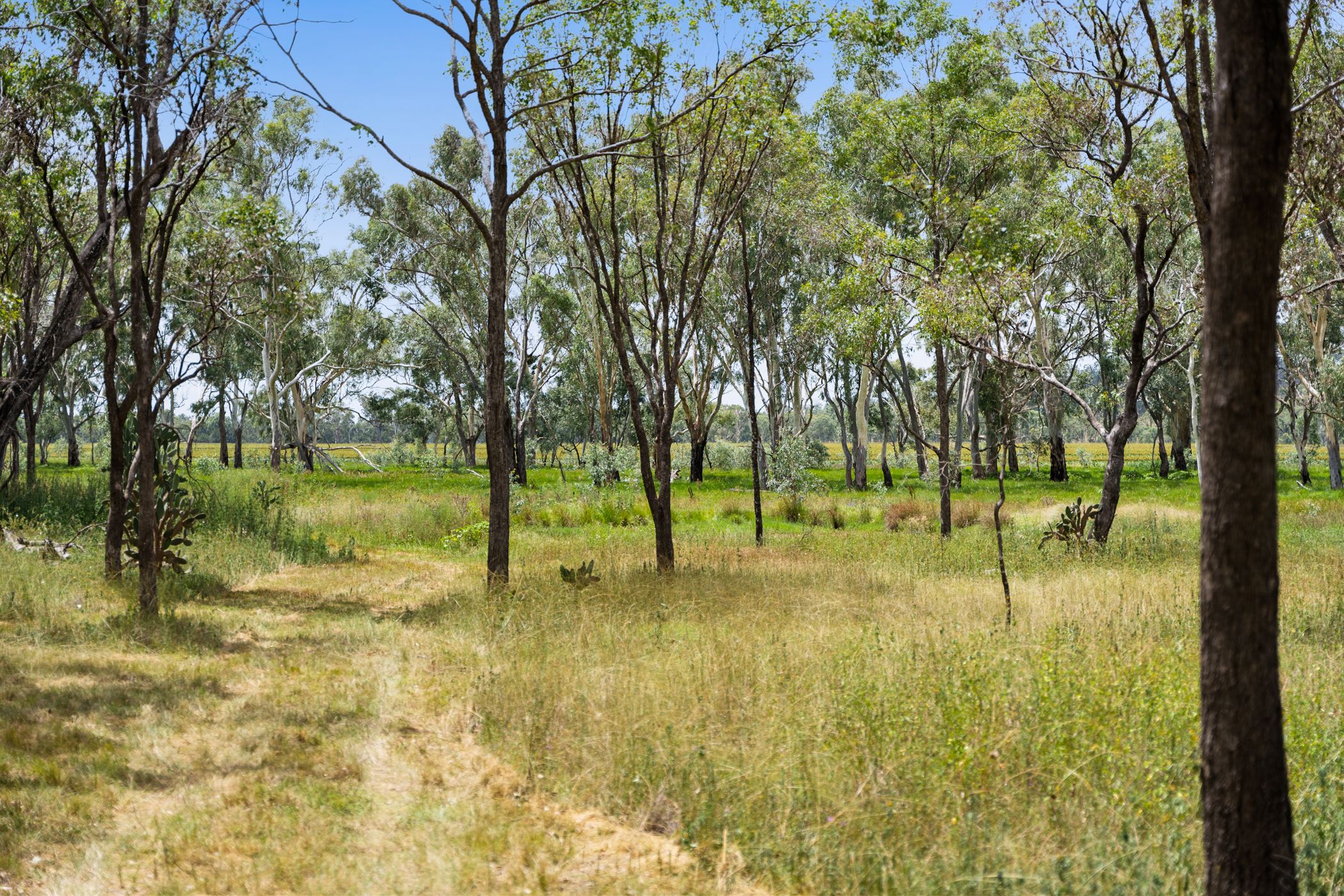 Lot89 Springate Lane, Pratten, QLD 4370