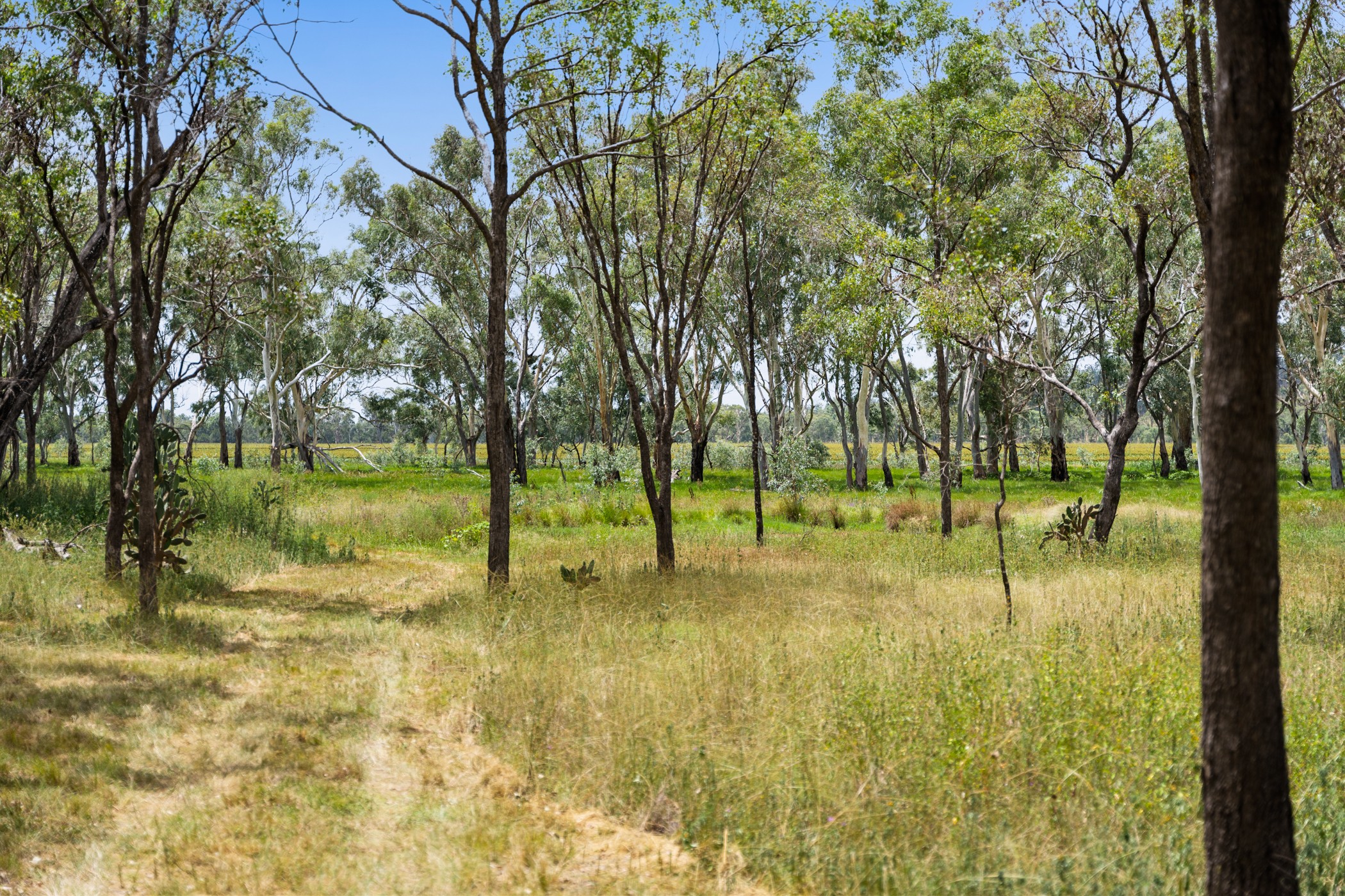 Lot89 Springate Lane, Pratten, QLD 4370