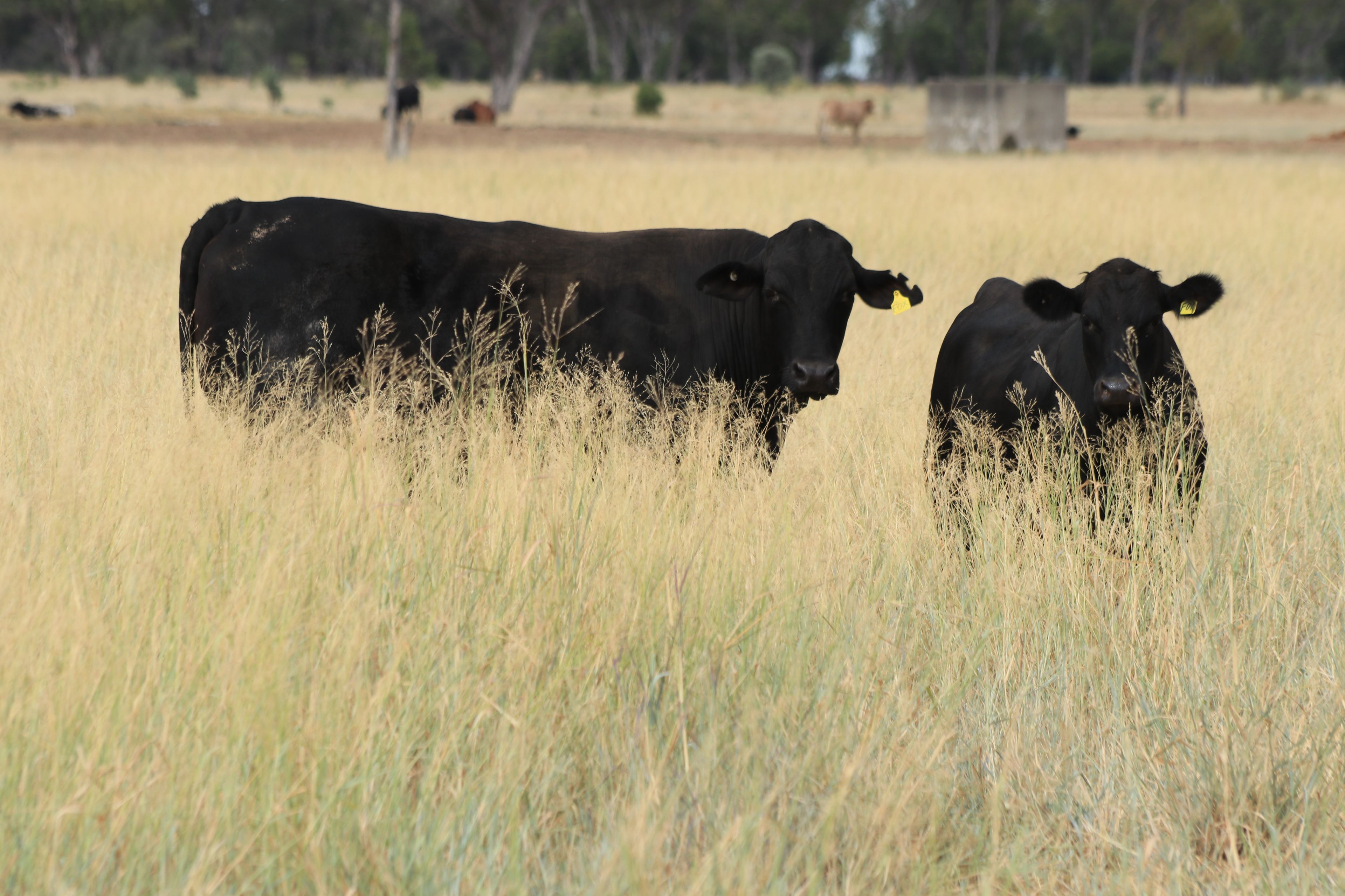 13724 Mitchell - St George Road, St George, QLD 4487