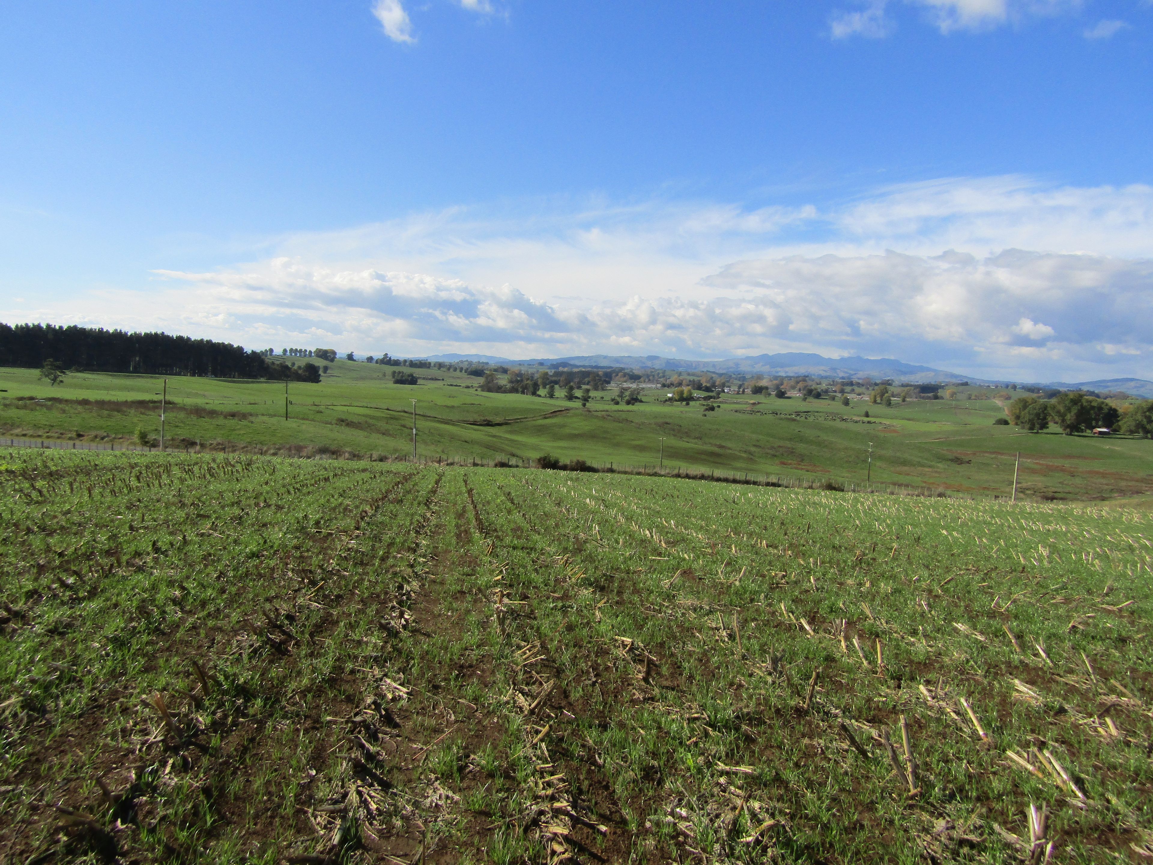 Lot 2, 156 Wharepuhunga Road, Te Awamutu, Waipa District