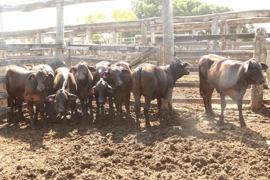 GRACEMERE, QLD 4702