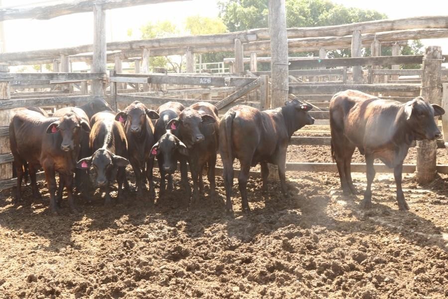 GRACEMERE, QLD 4702