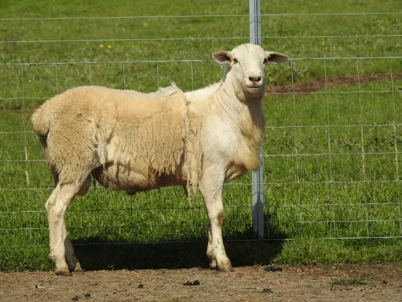 Tallangatta East, VIC 3700