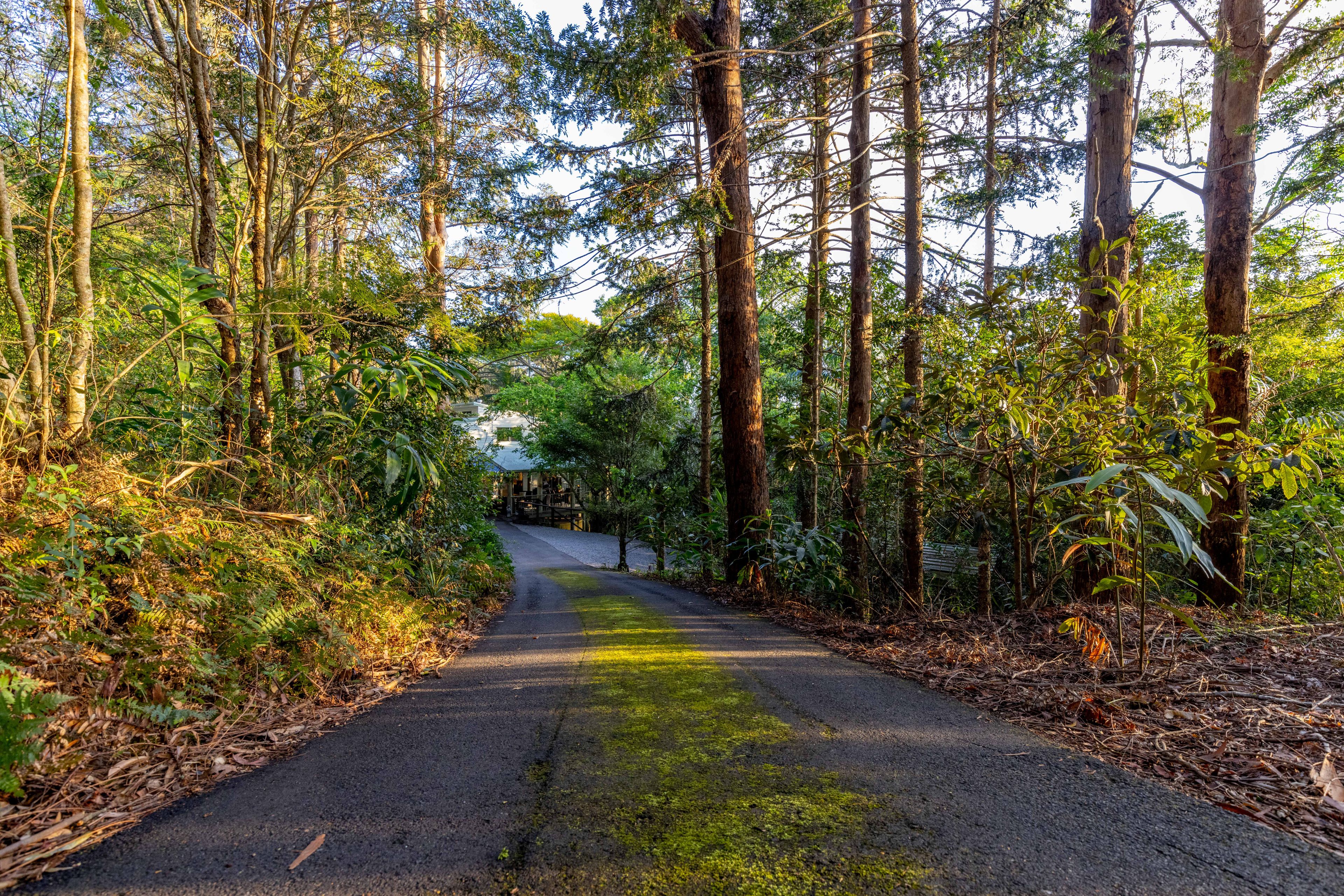 652 Maleny Montville Road, Balmoral Ridge QLD 4552