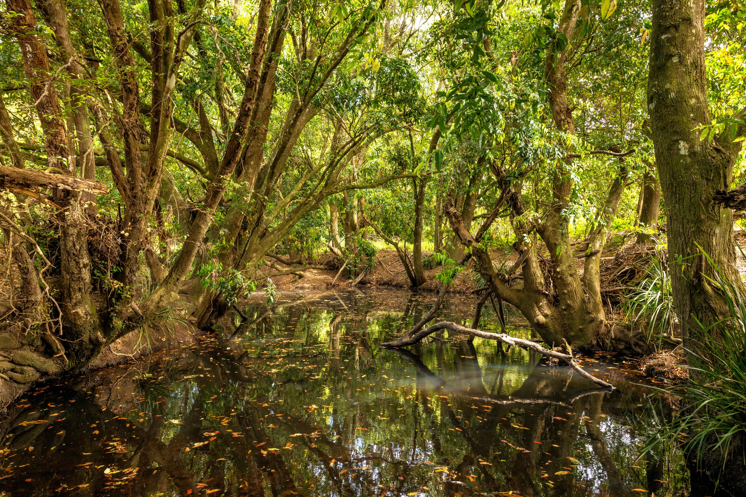 120 Norries Road, Bunyah, NSW 2429